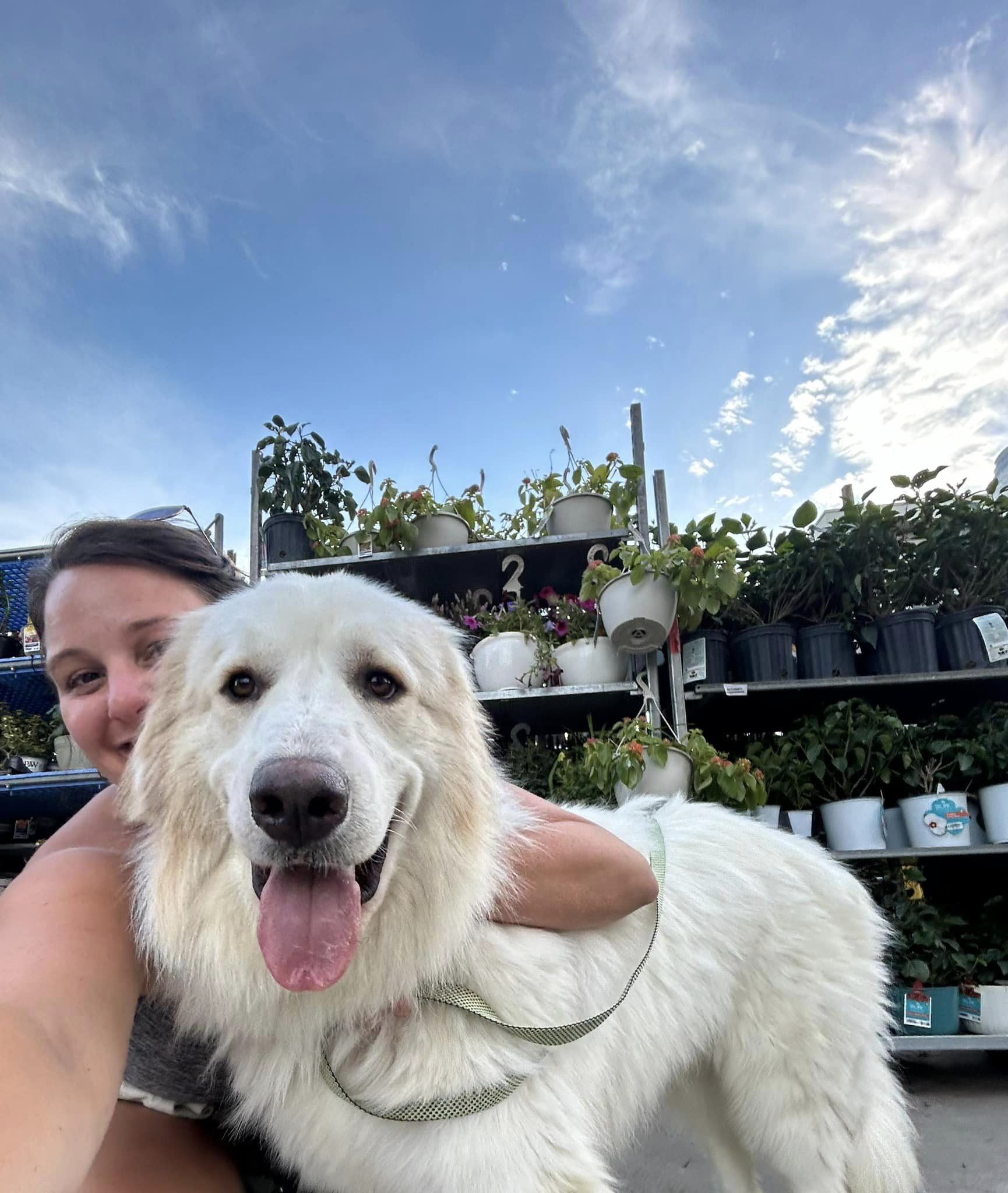 Buddy- Lover - Foster Needed, Adoptable, Adult Male Great Pyrenees.