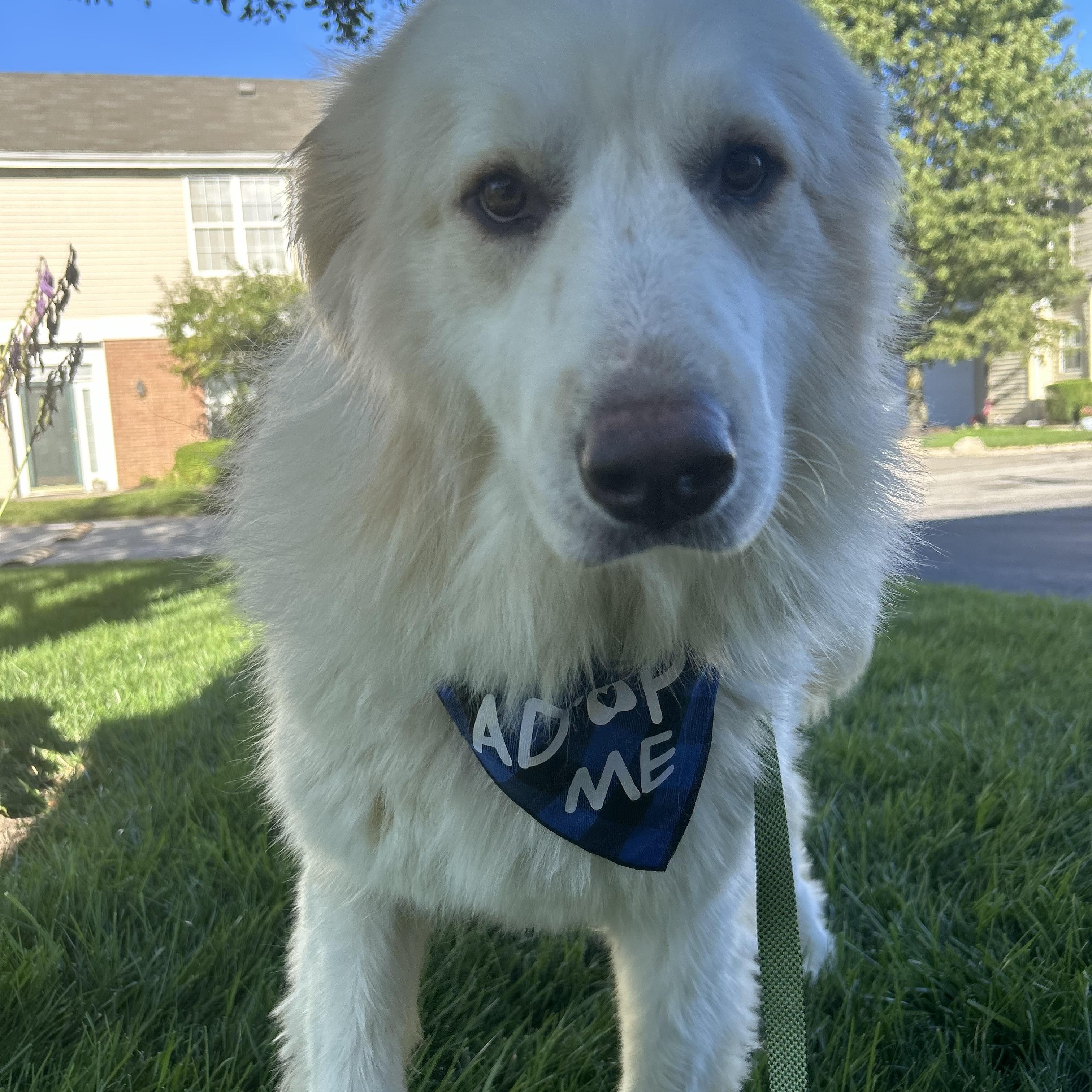 Buddy- Lover - Foster Needed, a Adoptable Great Pyrenees in Indianapolis, IN image 3/5