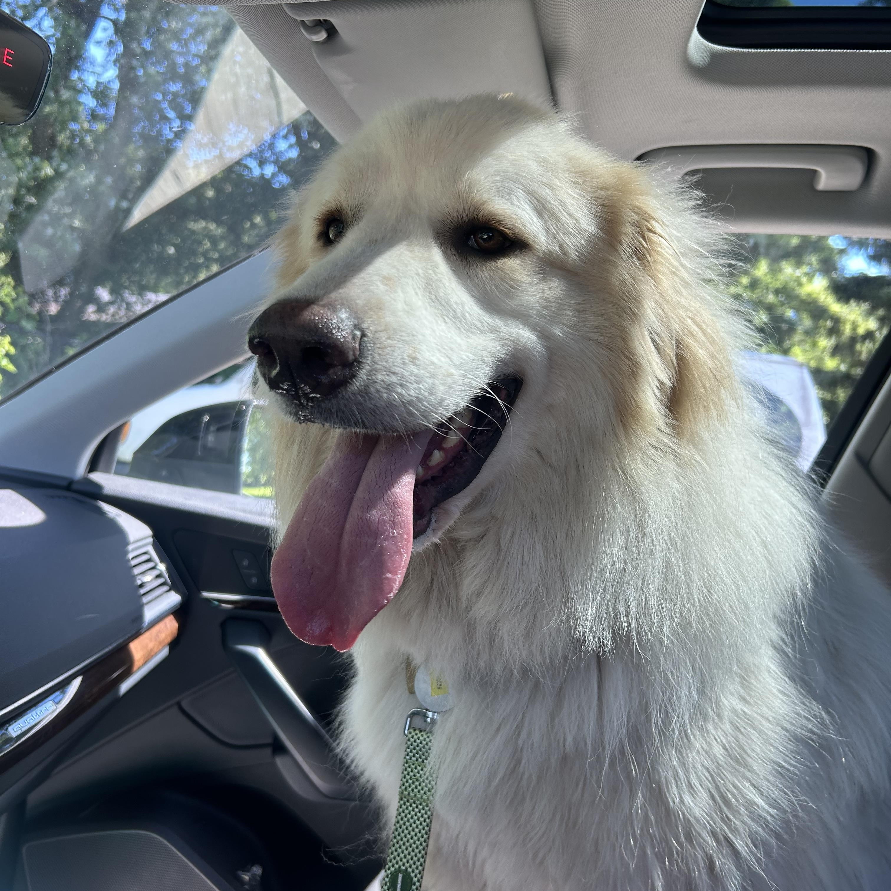 Buddy- Lover - Foster Needed, a Adoptable Great Pyrenees in Indianapolis, IN image 4/5