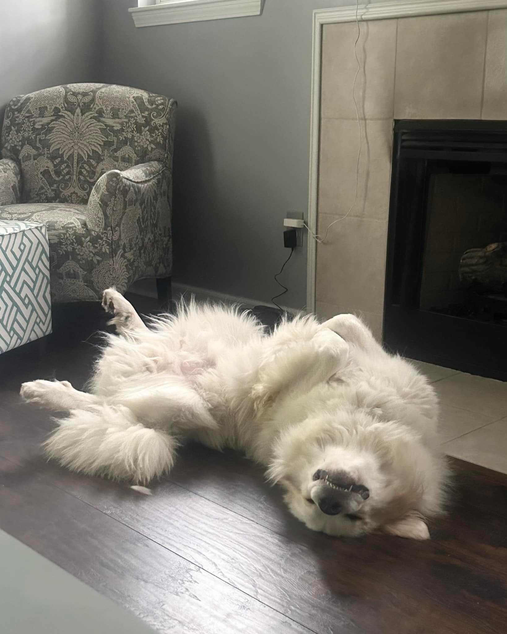 Buddy- Lover - Foster Needed, a Adoptable Great Pyrenees in Indianapolis, IN image 5/5