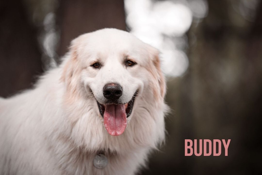 Buddy- Lover - Foster Needed, a Adoptable Great Pyrenees in Indianapolis, IN image 2/5