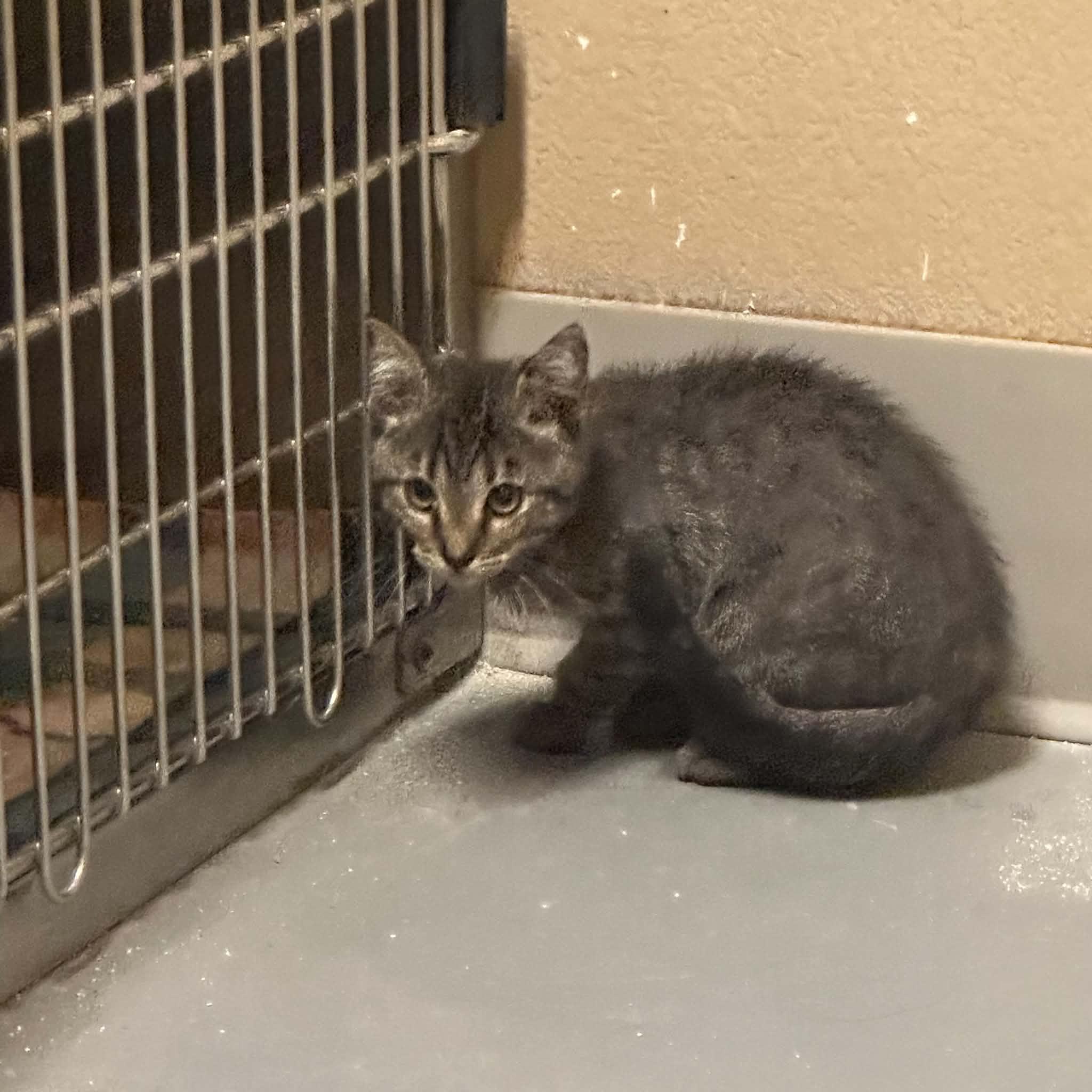 Enlarge Bindi, a Adoptable Domestic Short Hair in Truth or Consequences , NM image 5/6