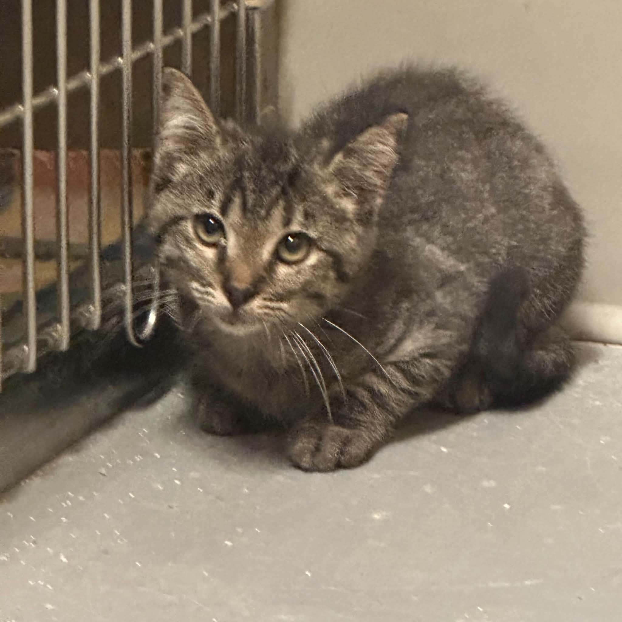 Enlarge Bindi, a Adoptable Domestic Short Hair in Truth or Consequences , NM image 2/6