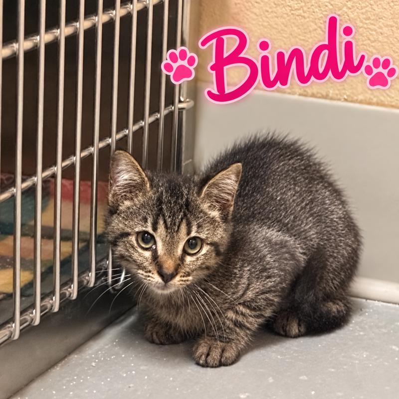 Enlarge Bindi, a Adoptable Domestic Short Hair in Truth or Consequences , NM image 1/6