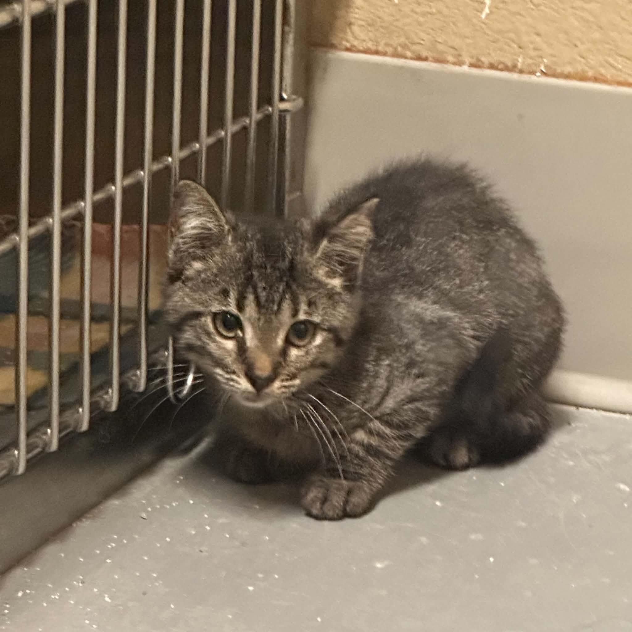 Enlarge Bindi, a Adoptable Domestic Short Hair in Truth or Consequences , NM image 3/6