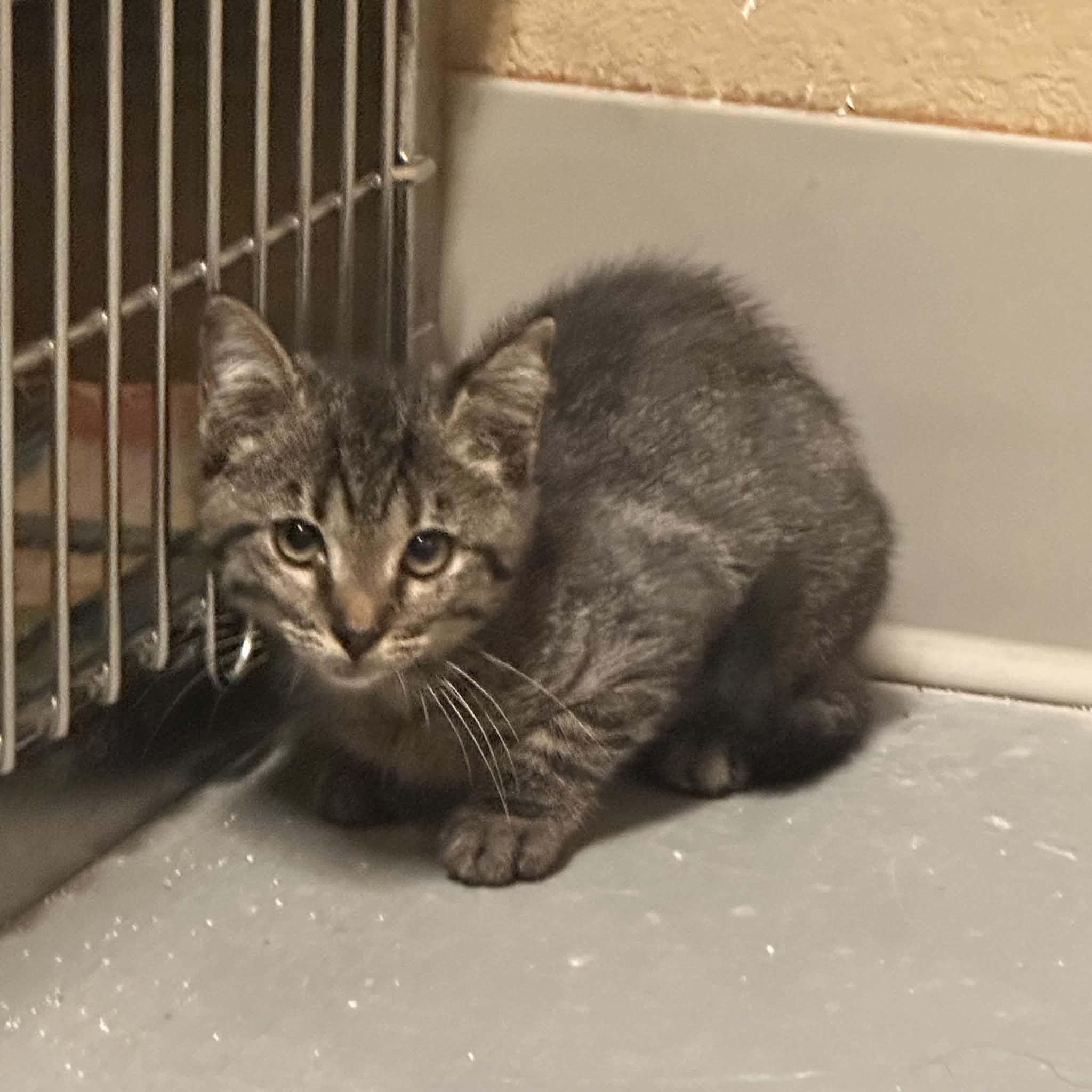Enlarge Bindi, a Adoptable Domestic Short Hair in Truth or Consequences , NM image 4/6
