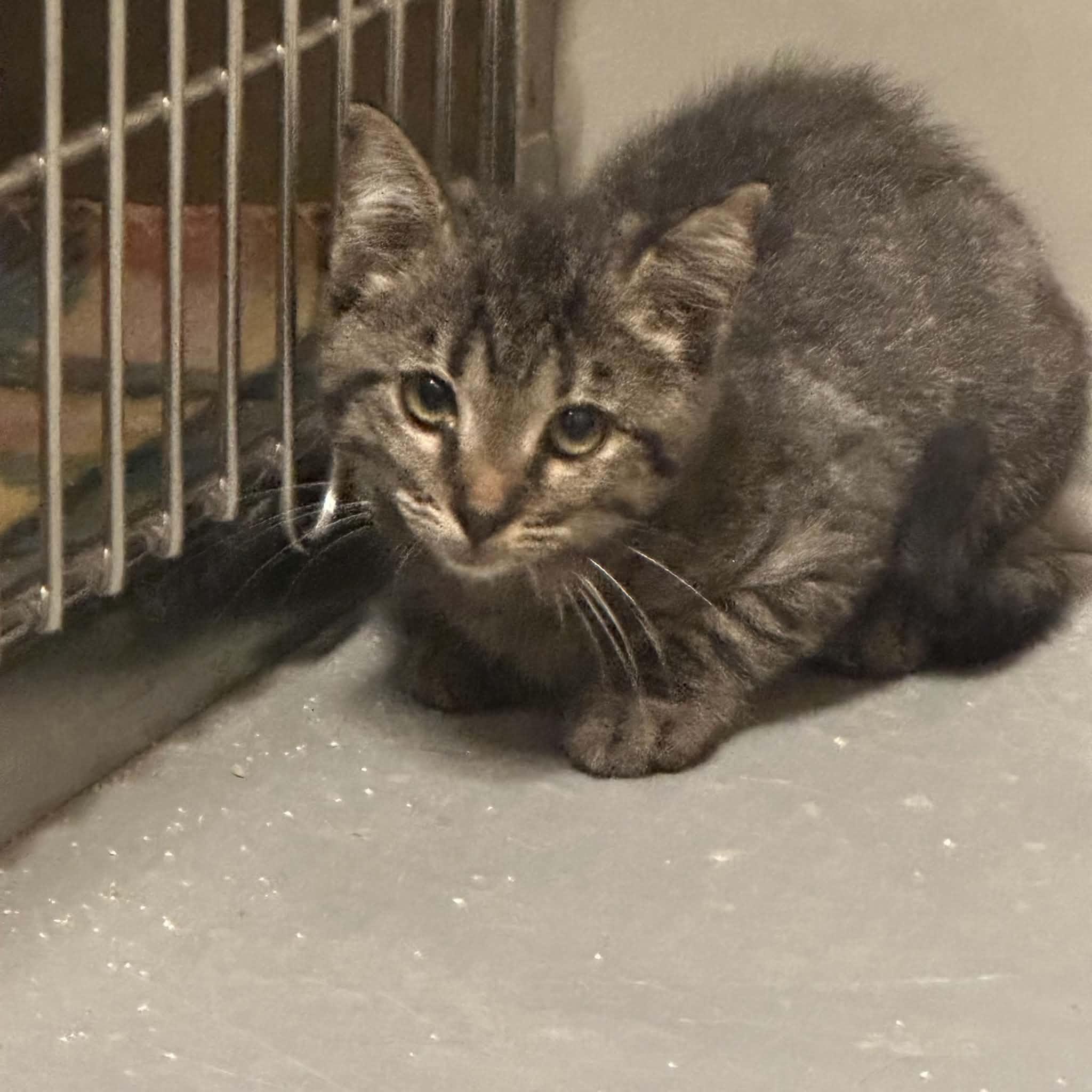 Enlarge Bindi, a Adoptable Domestic Short Hair in Truth or Consequences , NM image 6/6