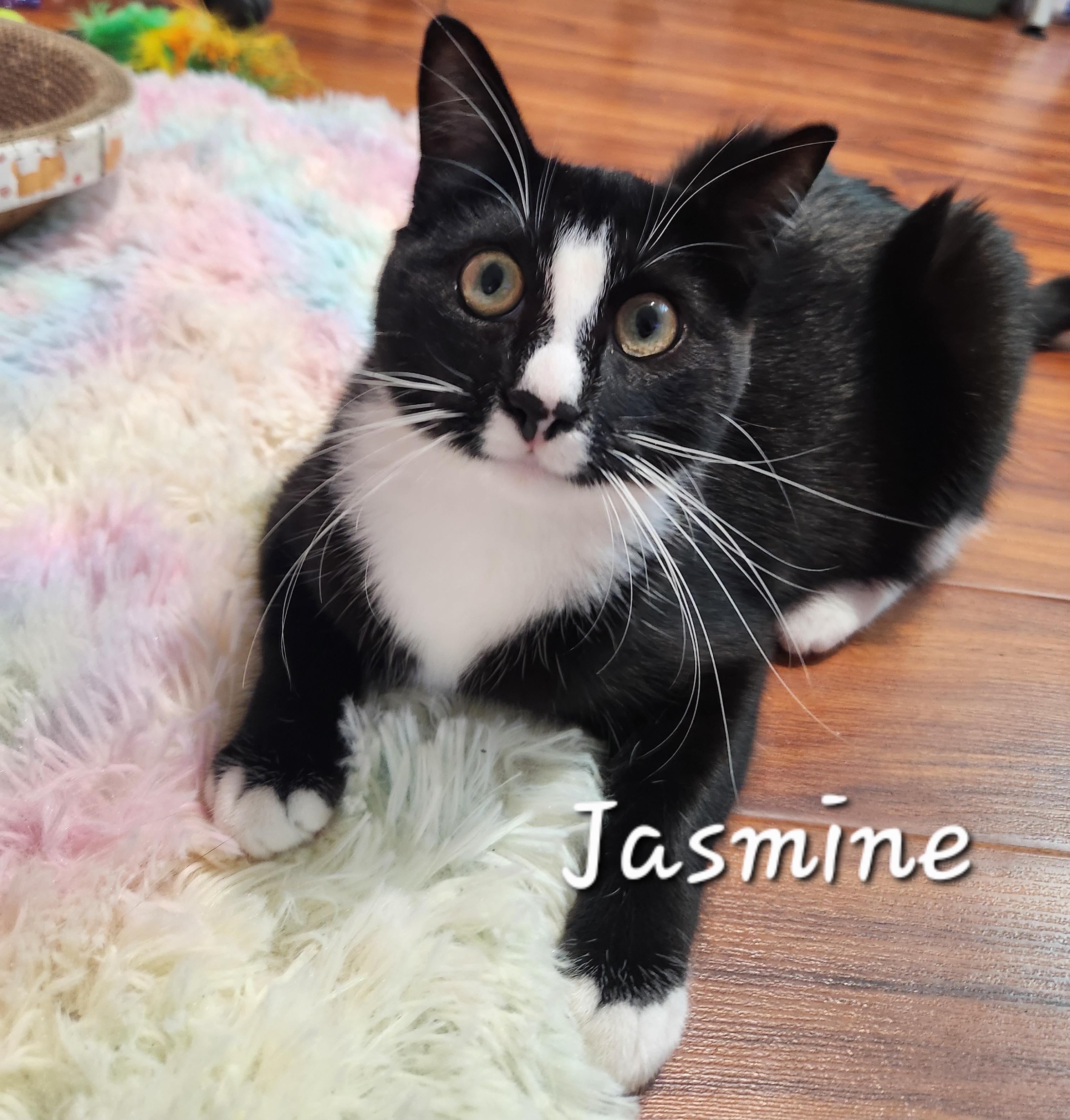 Enlarge Jasmine, a Adoptable mixed breed in Redondo Beach, CA image 4/6