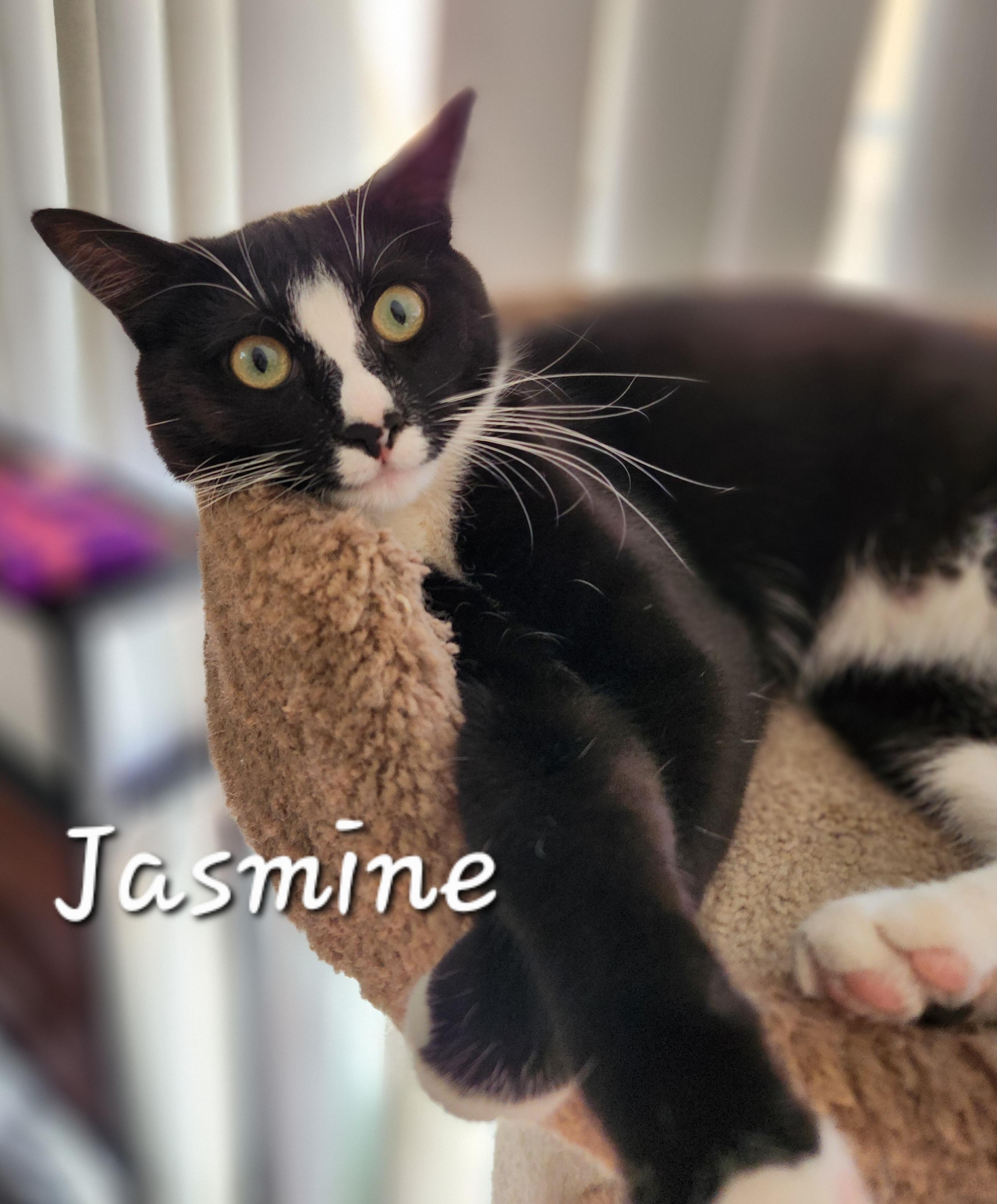Enlarge Jasmine, a Adoptable mixed breed in Redondo Beach, CA image 5/6