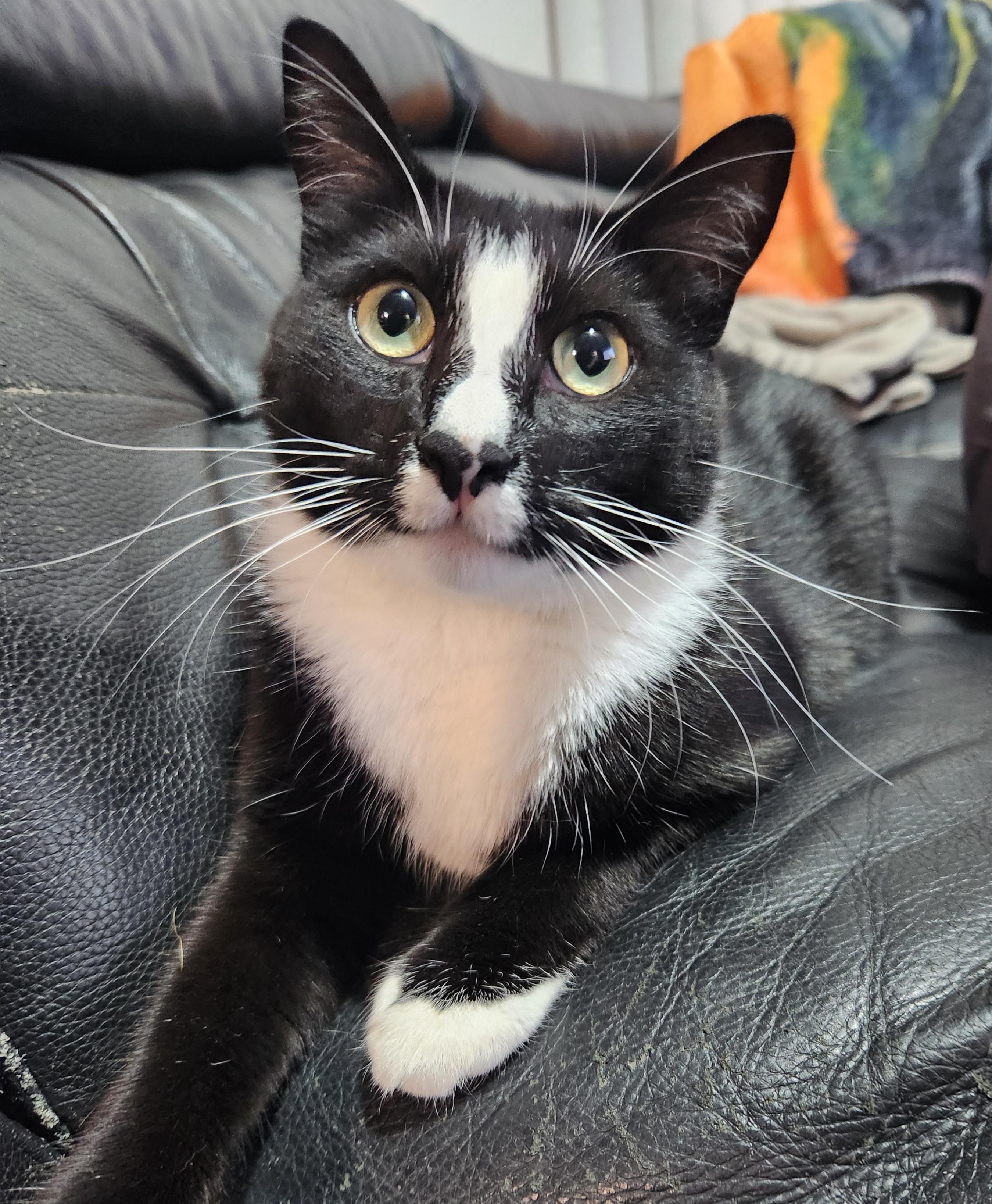 Enlarge Jasmine, a Adoptable mixed breed in Redondo Beach, CA image 2/6