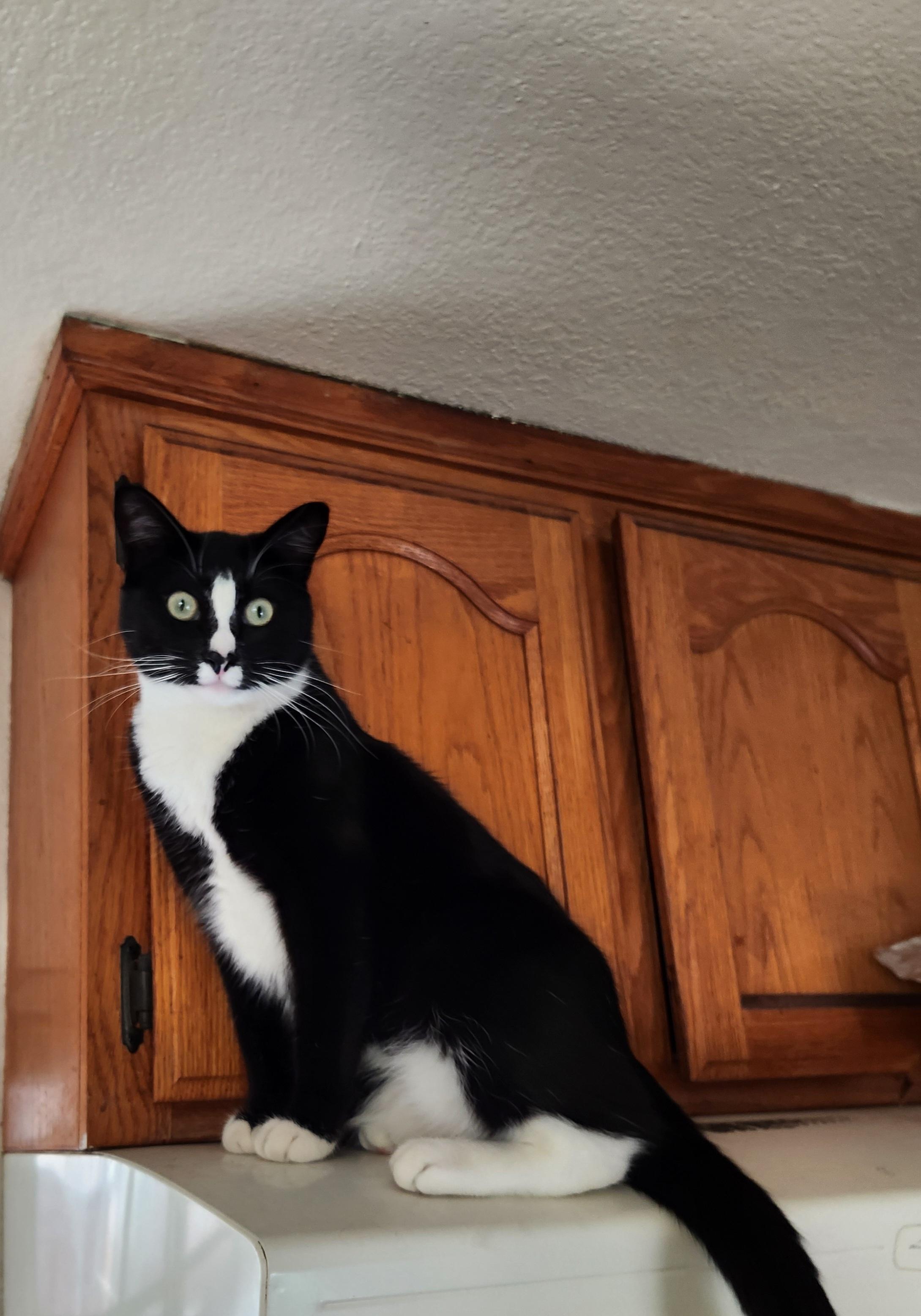 Jasmine, Adoptable, Young Female Tuxedo.