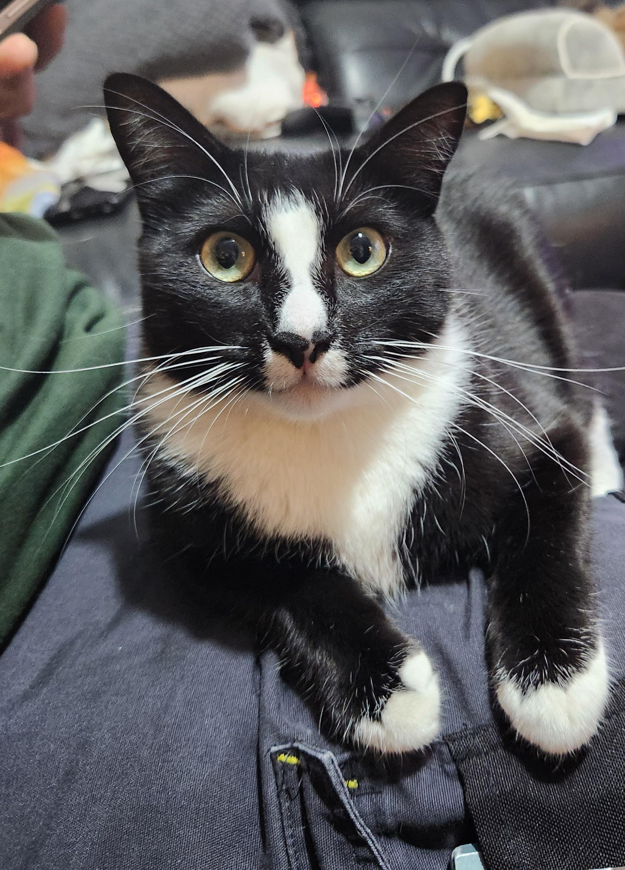 Enlarge Jasmine, a Adoptable mixed breed in Redondo Beach, CA image 3/6