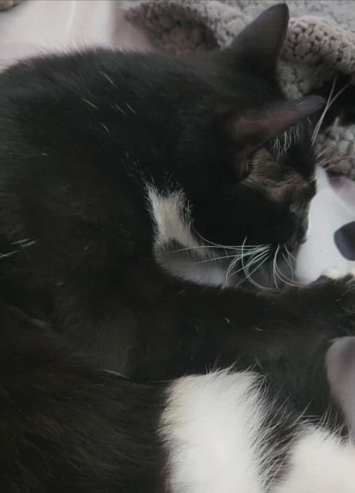 Enlarge Jasmine, a Adoptable mixed breed in Redondo Beach, CA video 6/6