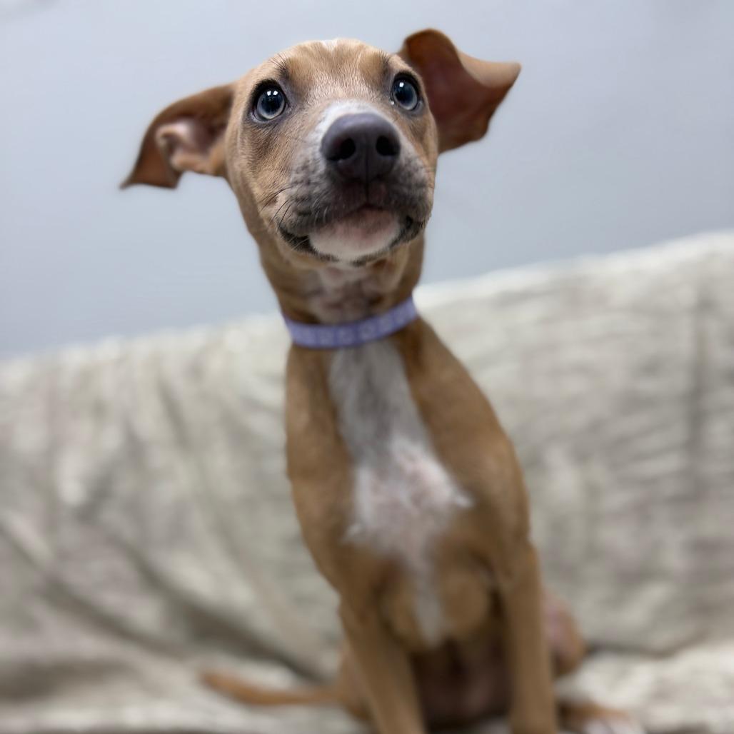 Enlarge Taylor, a ADOPTABLE Mixed Breed in Monticello, IA image 1/6