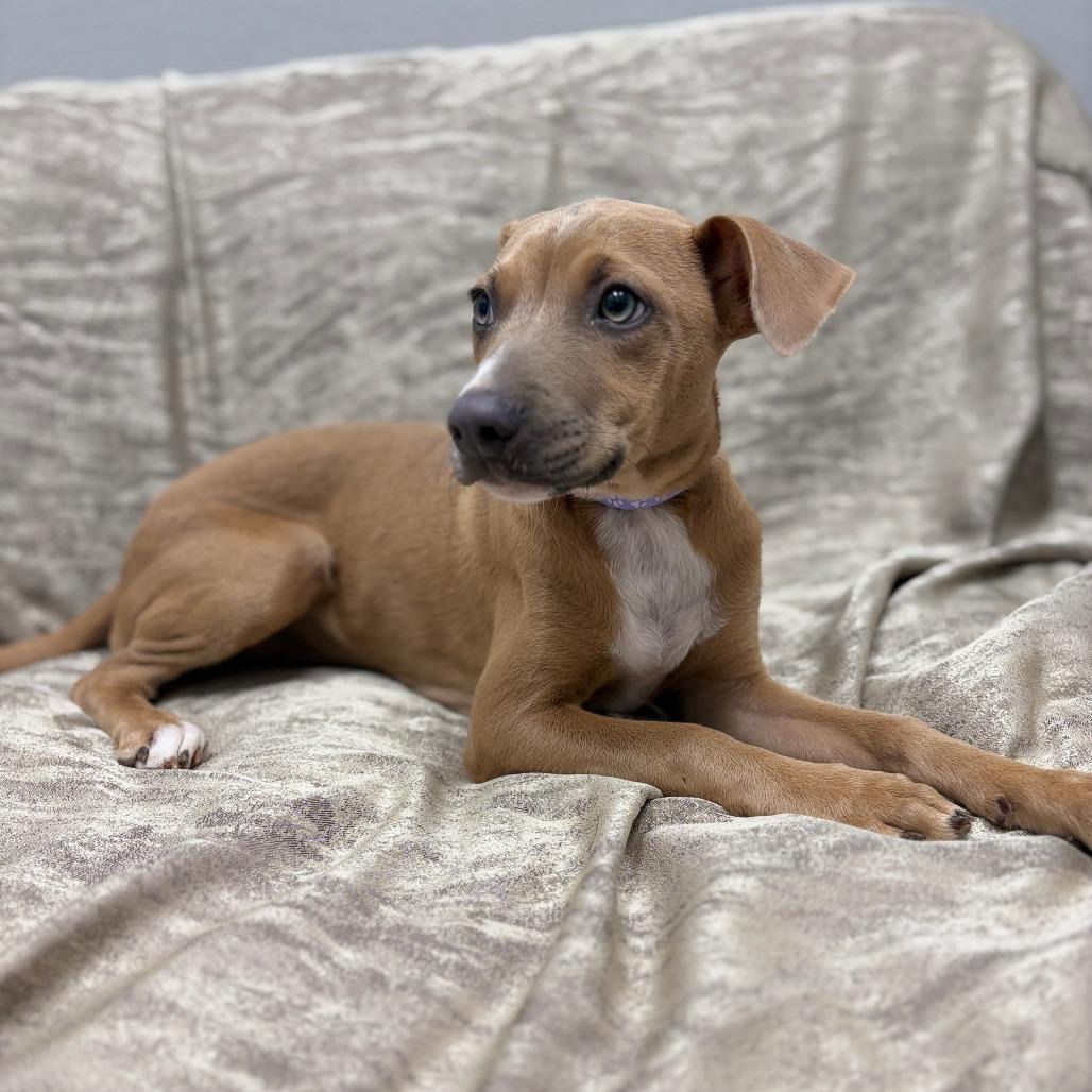 Enlarge Taylor, a ADOPTABLE Mixed Breed in Monticello, IA image 2/6