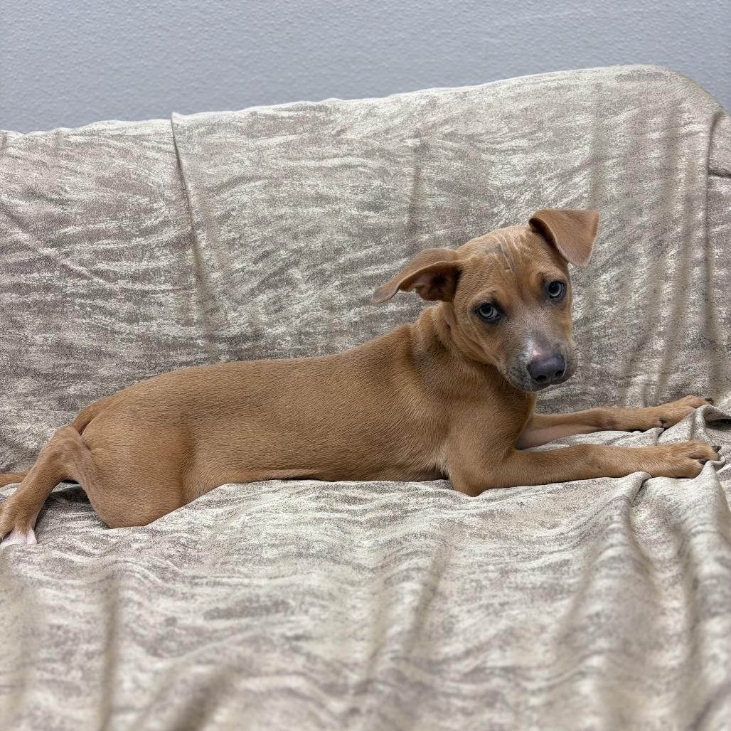 Enlarge Taylor, a ADOPTABLE Mixed Breed in Monticello, IA image 3/6