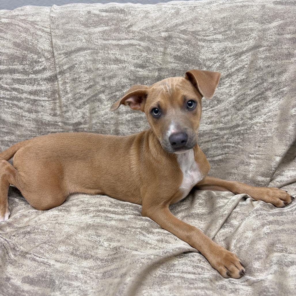 Enlarge Taylor, a ADOPTABLE Mixed Breed in Monticello, IA image 4/6