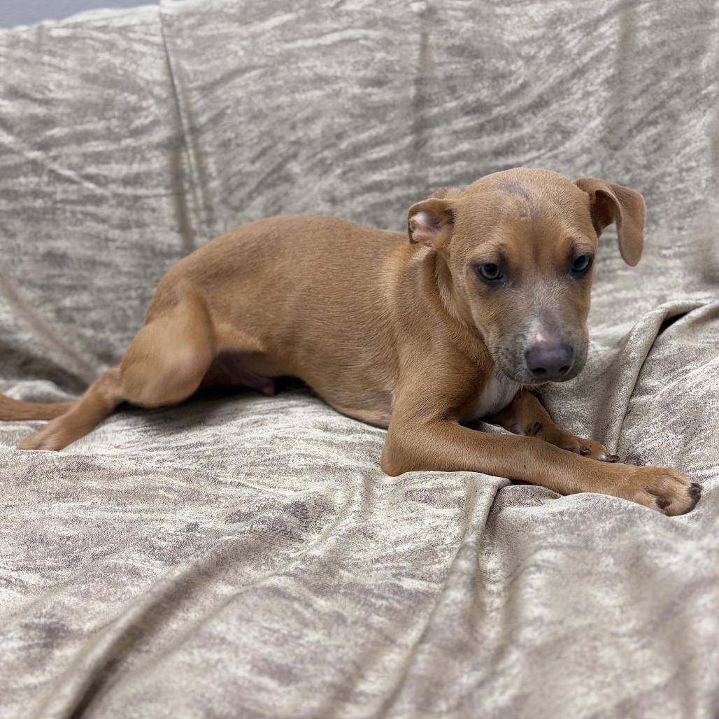 Enlarge Taylor, a ADOPTABLE Mixed Breed in Monticello, IA image 5/6