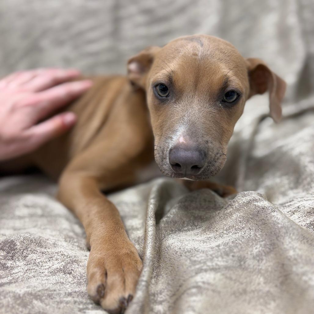 Enlarge Taylor, a ADOPTABLE Mixed Breed in Monticello, IA image 6/6