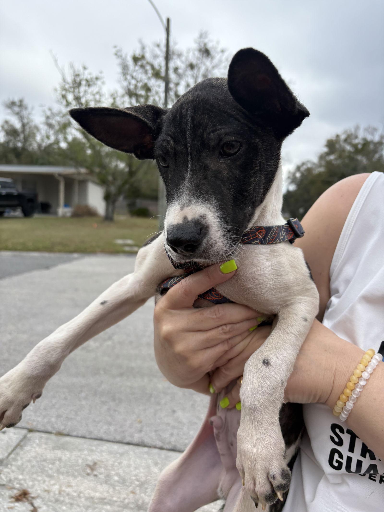Enlarge Neo, a Adoptable Labrador Retriever in Sanford, FL image 1/3