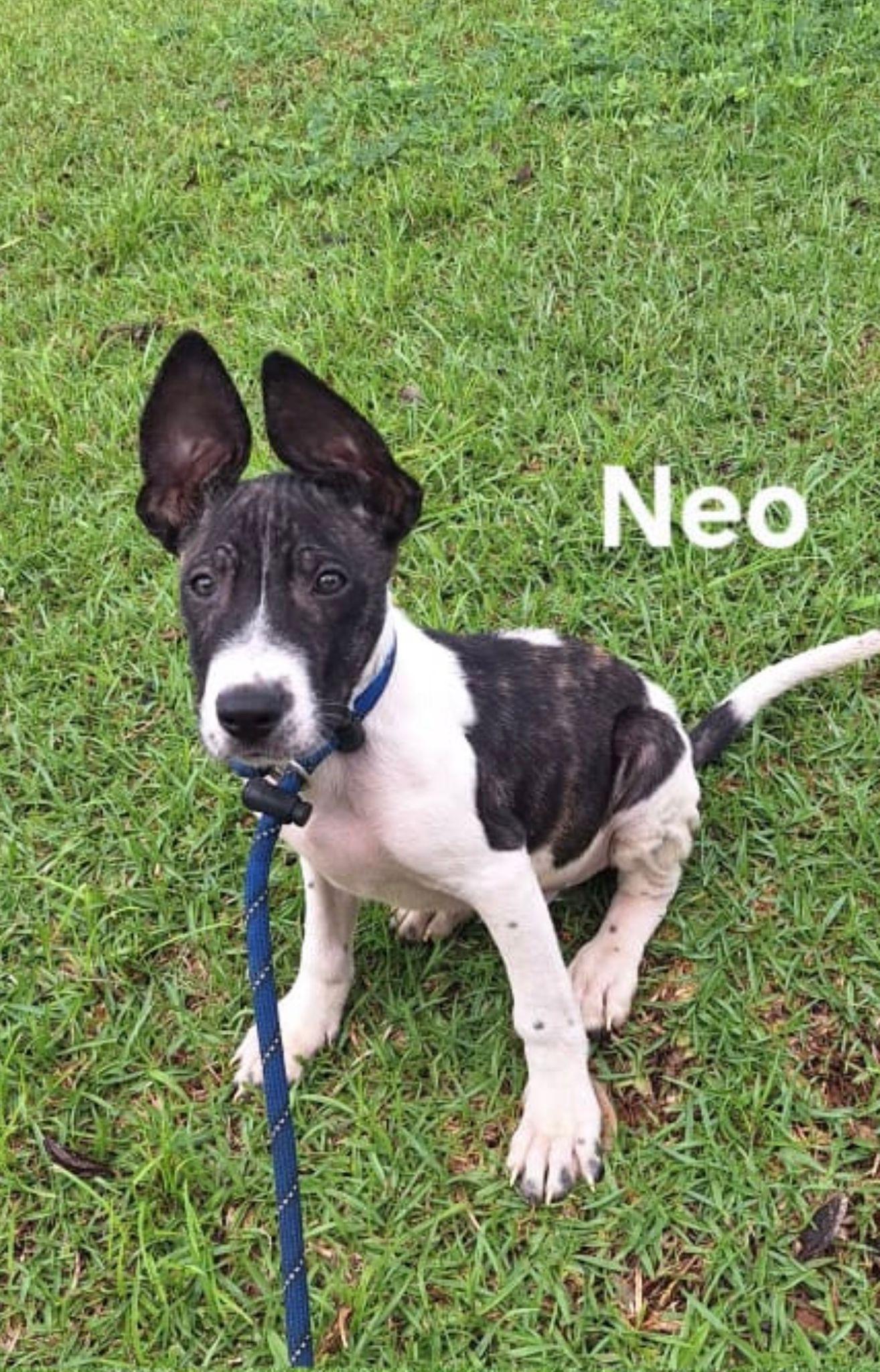 Enlarge Neo, a Adoptable Labrador Retriever in Sanford, FL image 2/3