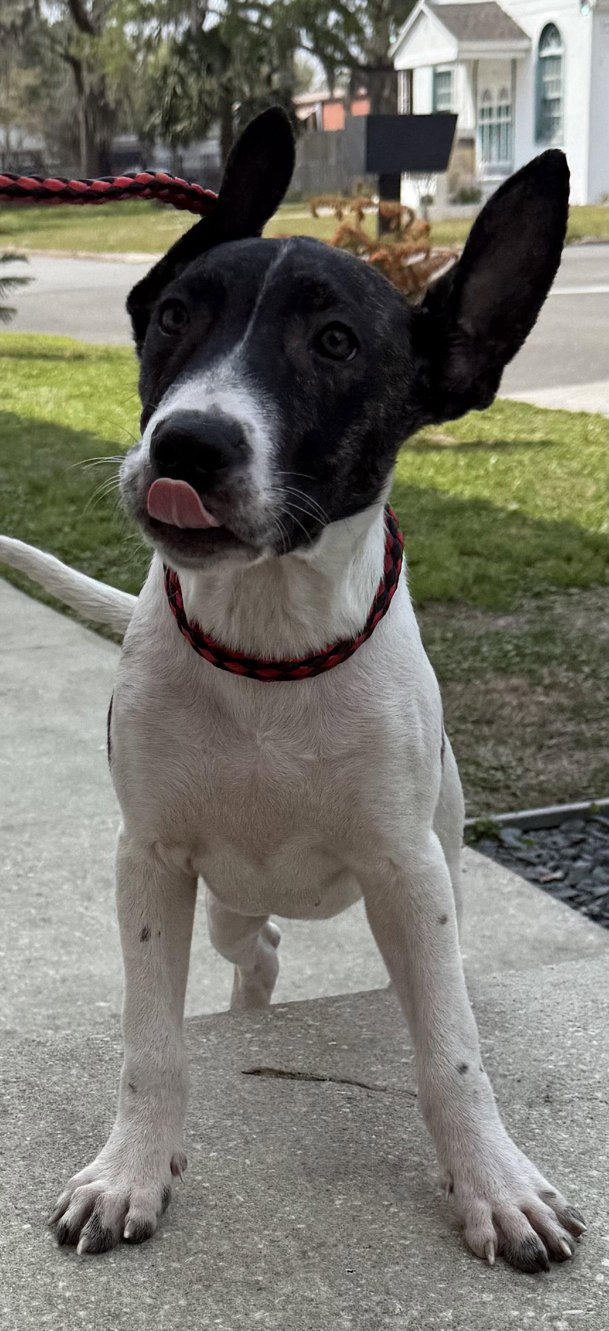 Enlarge Neo, a Adoptable Labrador Retriever in Sanford, FL image 3/3
