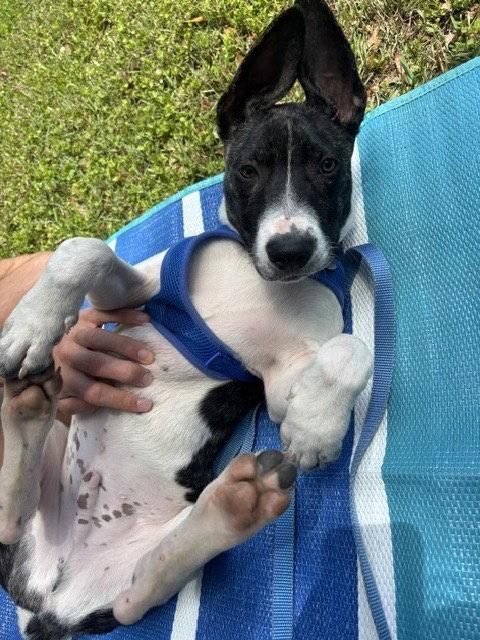 Neo, a Adoptable Labrador Retriever in Sanford, FL image 3/3