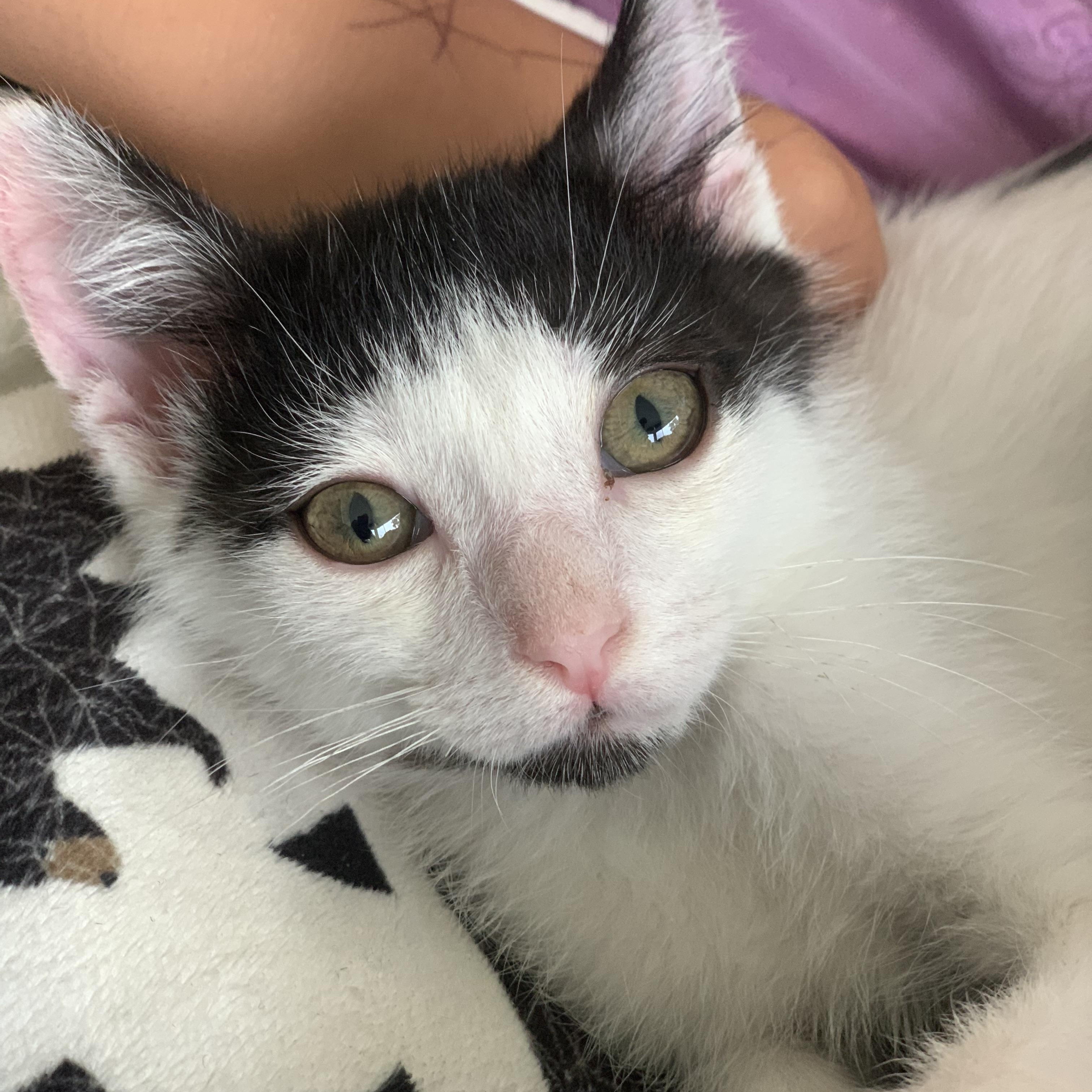 Enlarge Oreo, a ADOPTABLE mixed breed in Laguna Beach, CA image 2/2