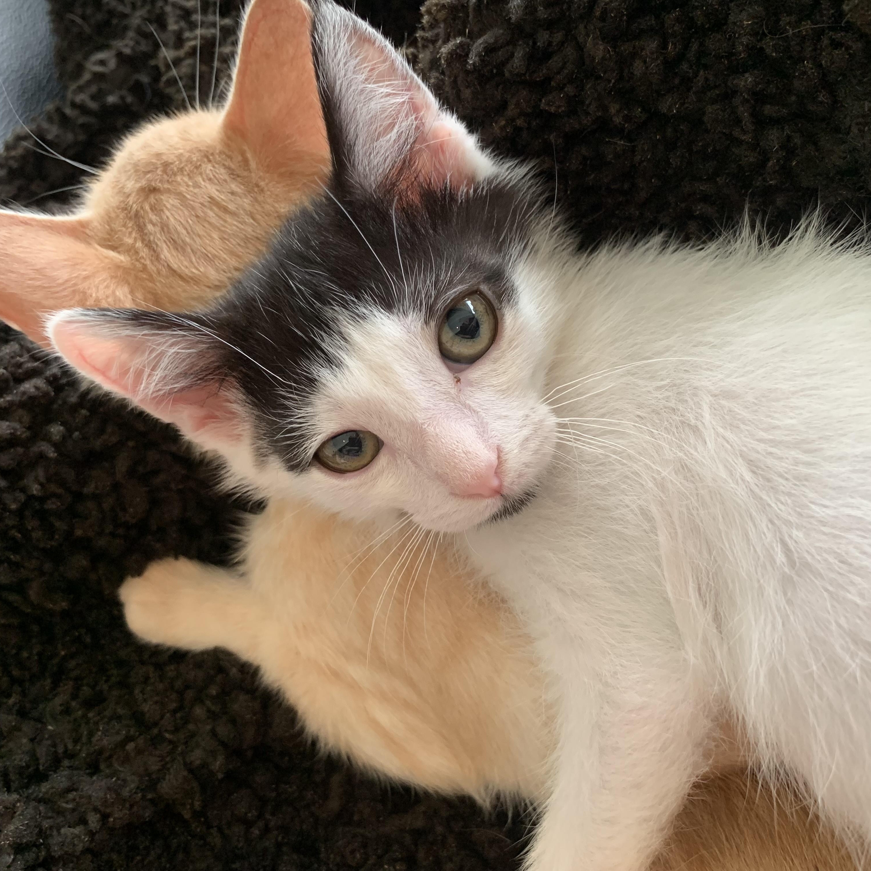 Oreo, ADOPTABLE, Kitten Male American Shorthair.
