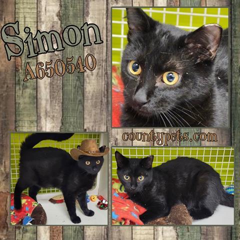 SIMON