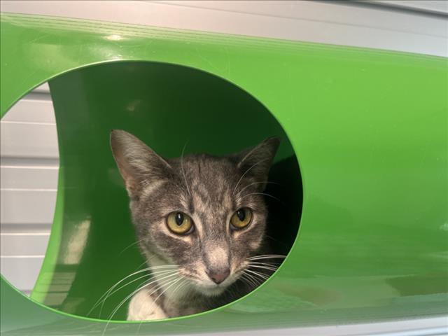 WILLOW, Adoptable, Young Female Domestic Short Hair.