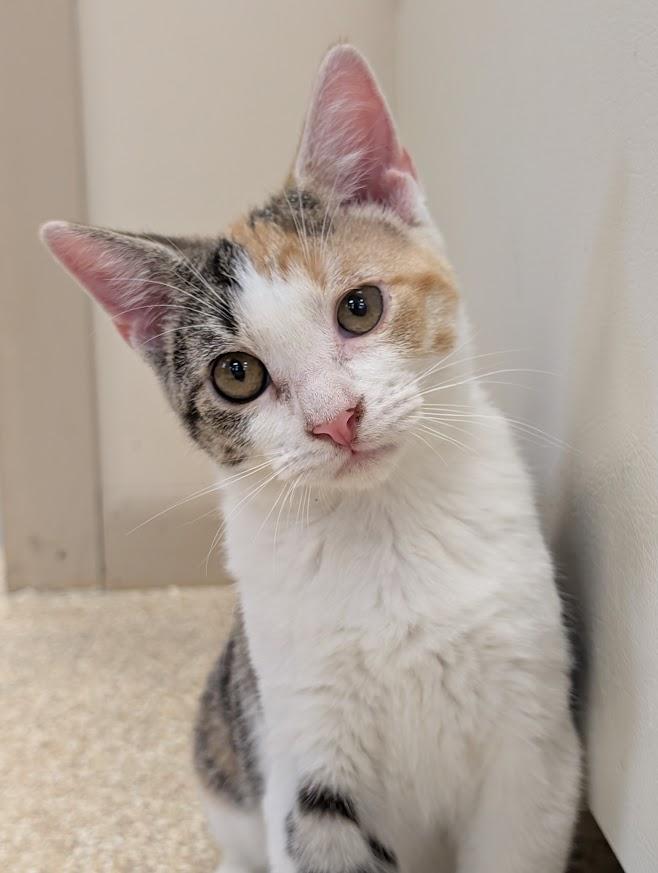 Enlarge Calypso, a Adoptable mixed breed in Waupun, WI image 4/5