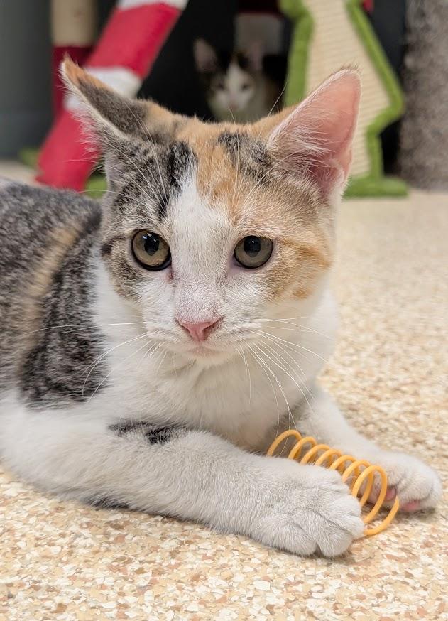 Enlarge Calypso, a Adoptable mixed breed in Waupun, WI image 2/5