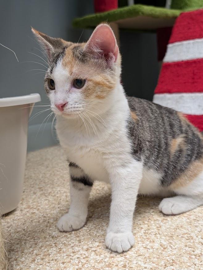 Calypso, Adoptable, Young Female Calico.