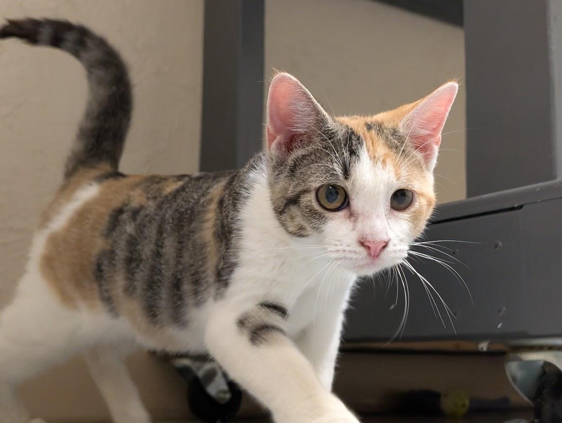 Enlarge Calypso, a Adoptable mixed breed in Waupun, WI image 5/5