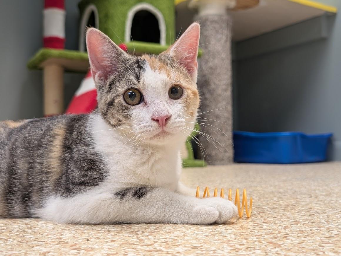 Enlarge Calypso, a Adoptable mixed breed in Waupun, WI image 3/5