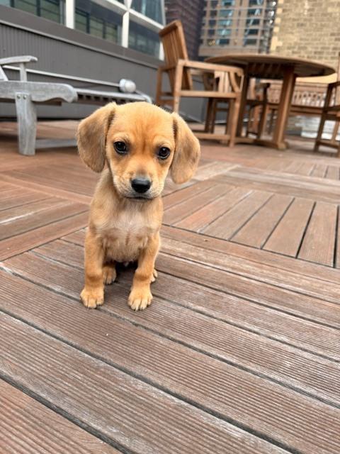 Enlarge Gigi, a Adoptable mixed breed in Manhattan, NY image 1/3