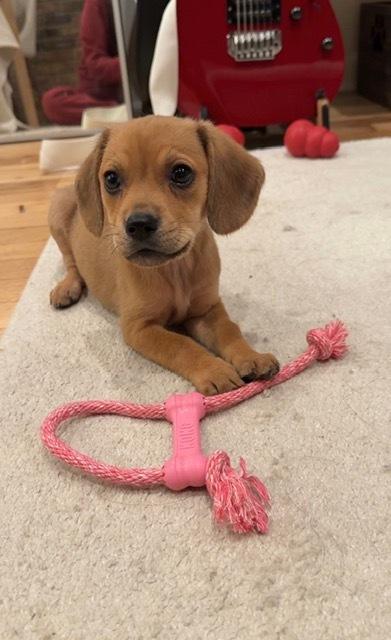 Enlarge Gigi, a Adoptable mixed breed in Manhattan, NY image 2/3