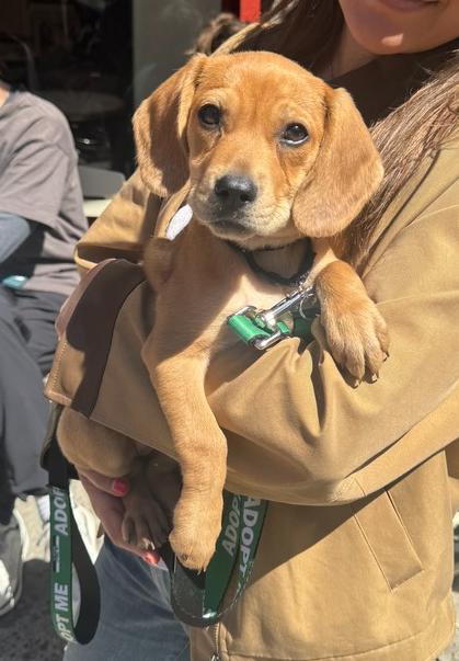 Enlarge Gigi, a Adoptable mixed breed in Manhattan, NY image 3/3