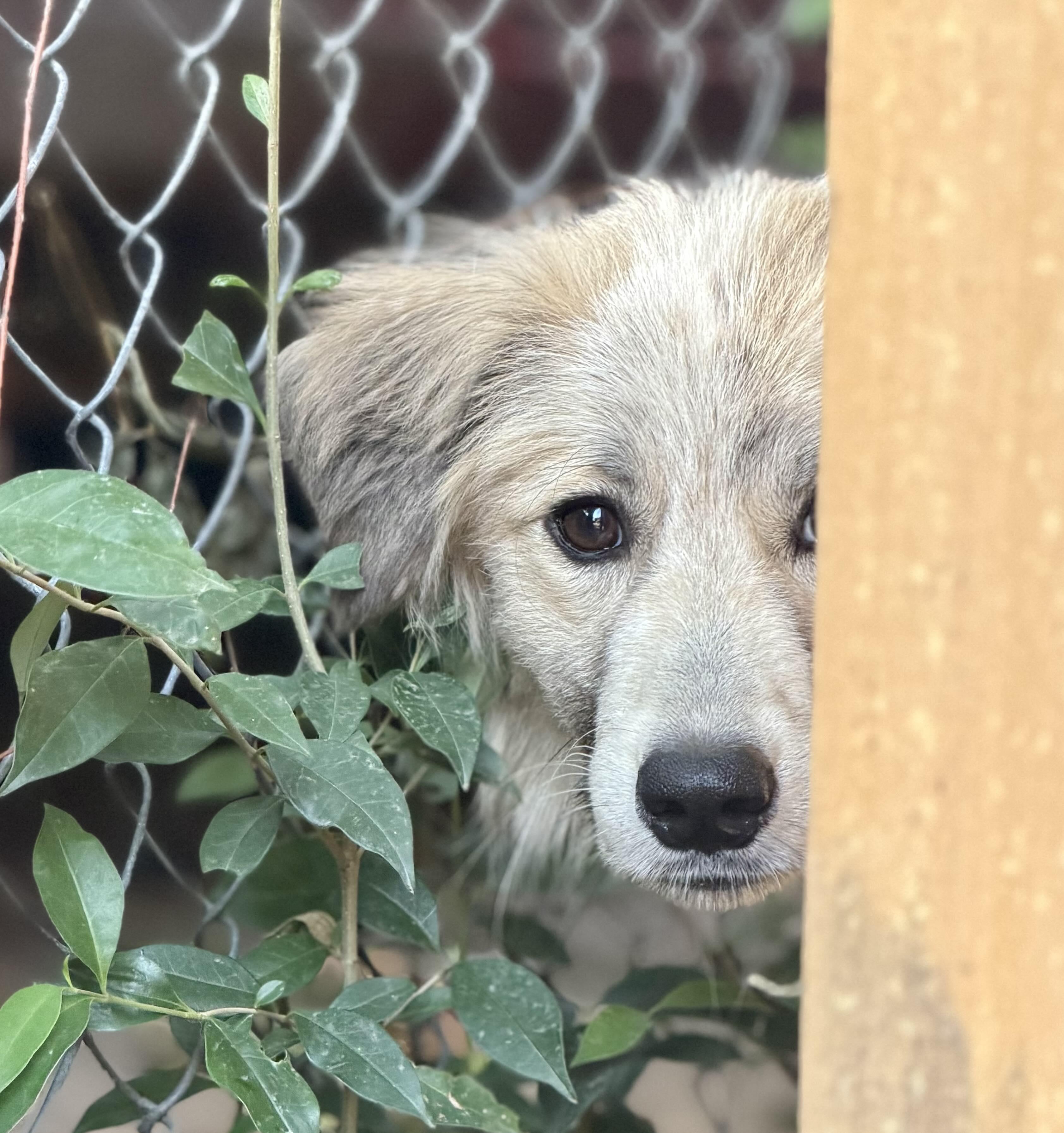 Violette Skye DFW, Adoptable, Young Female Anatolian Shepherd & Great Pyrenees.