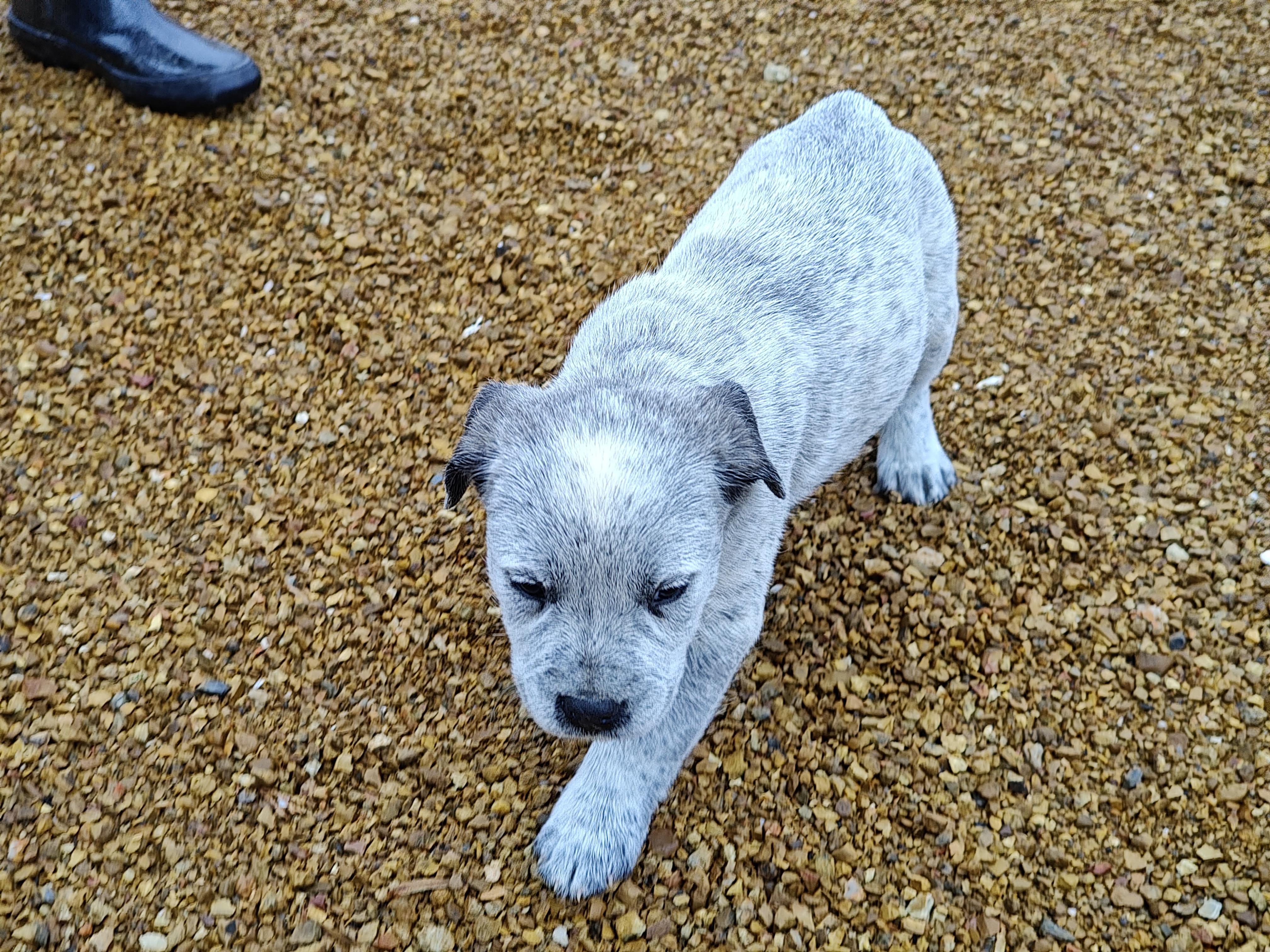 J.T. Olympians — thumbnail 2