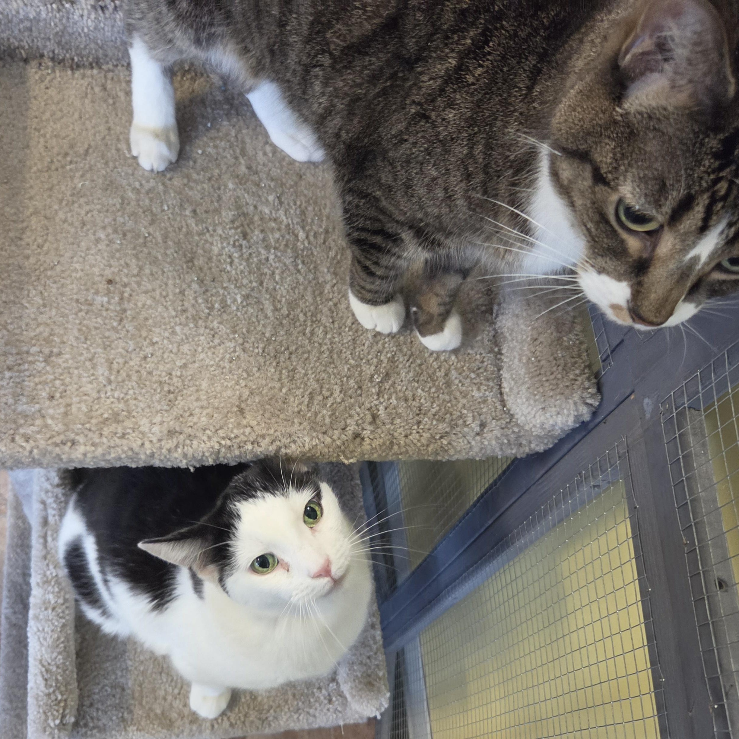 Enlarge Texan, a Adoptable Domestic Short Hair in Racine, WI image 3/5