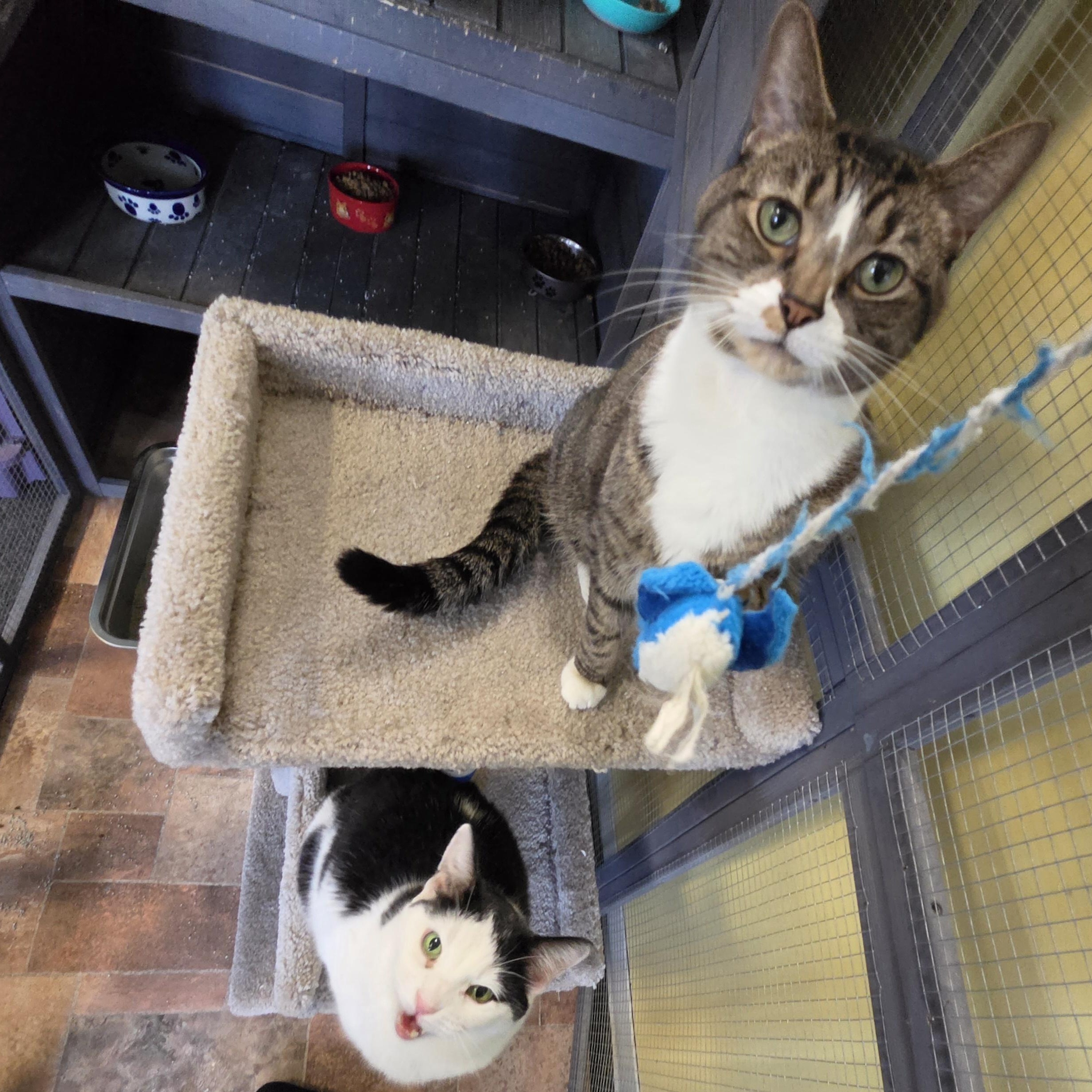Enlarge Texan, a Adoptable Domestic Short Hair in Racine, WI image 1/5