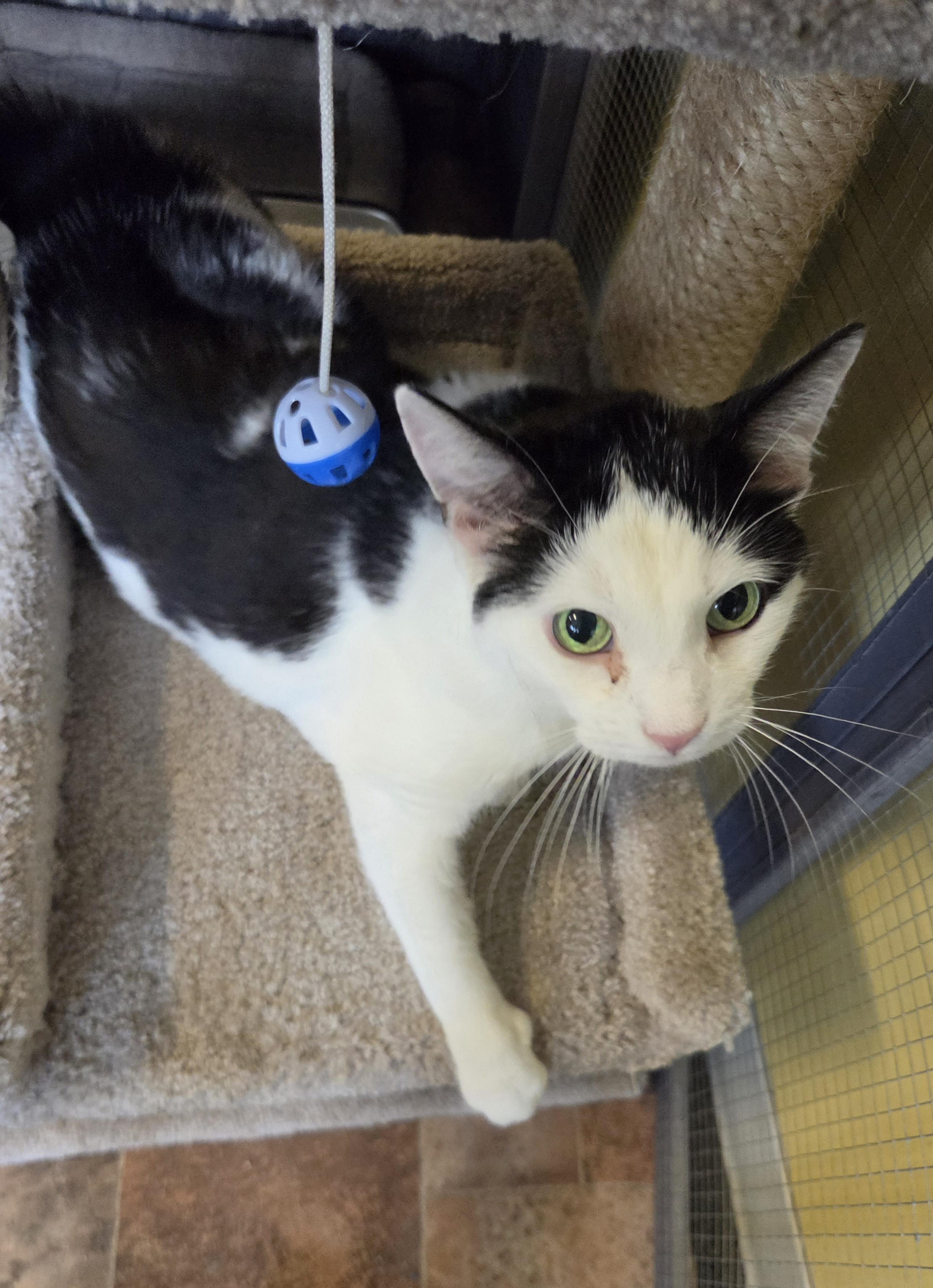 Enlarge Texan, a Adoptable Domestic Short Hair in Racine, WI image 4/5