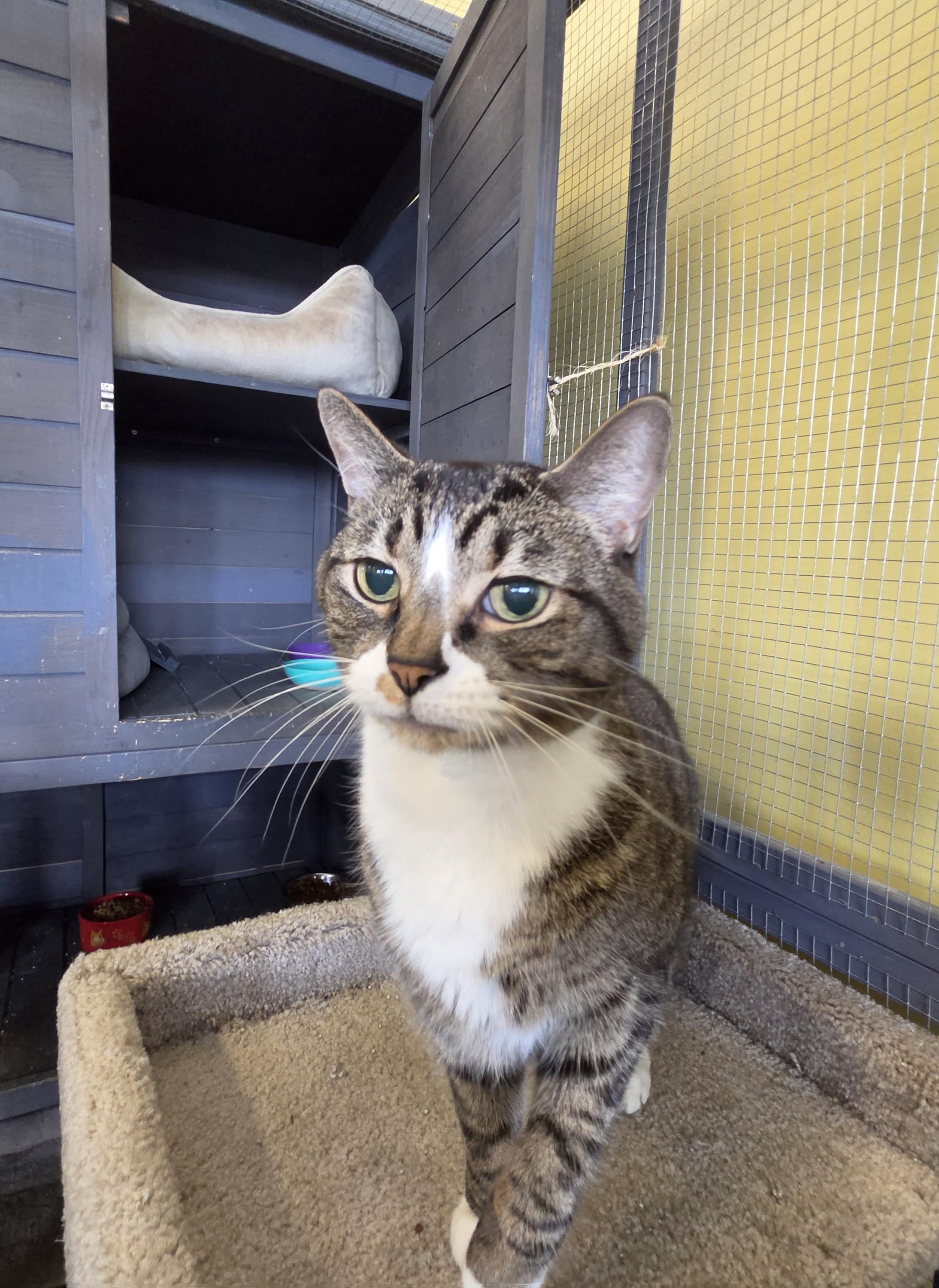 Enlarge Texan, a Adoptable Domestic Short Hair in Racine, WI image 5/5