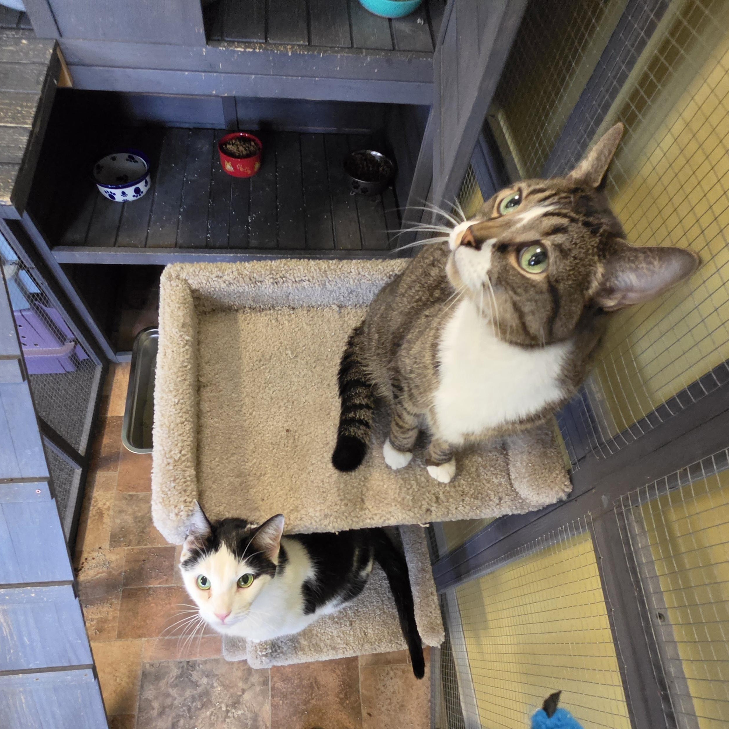Enlarge Texan, a Adoptable Domestic Short Hair in Racine, WI image 2/5