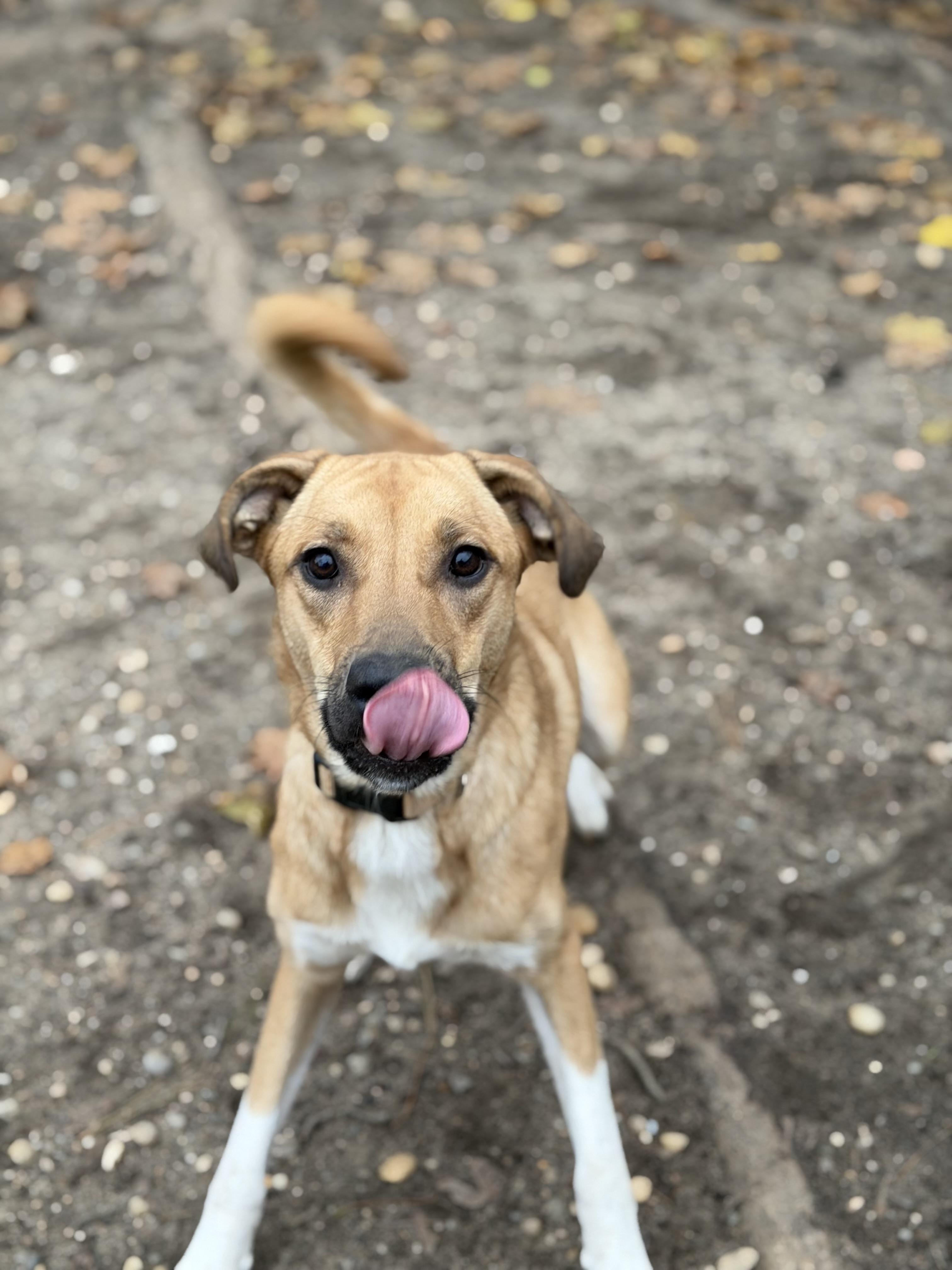 Enlarge Mochi, a Adoptable mixed breed in Lindenhurst, NY image 2/2