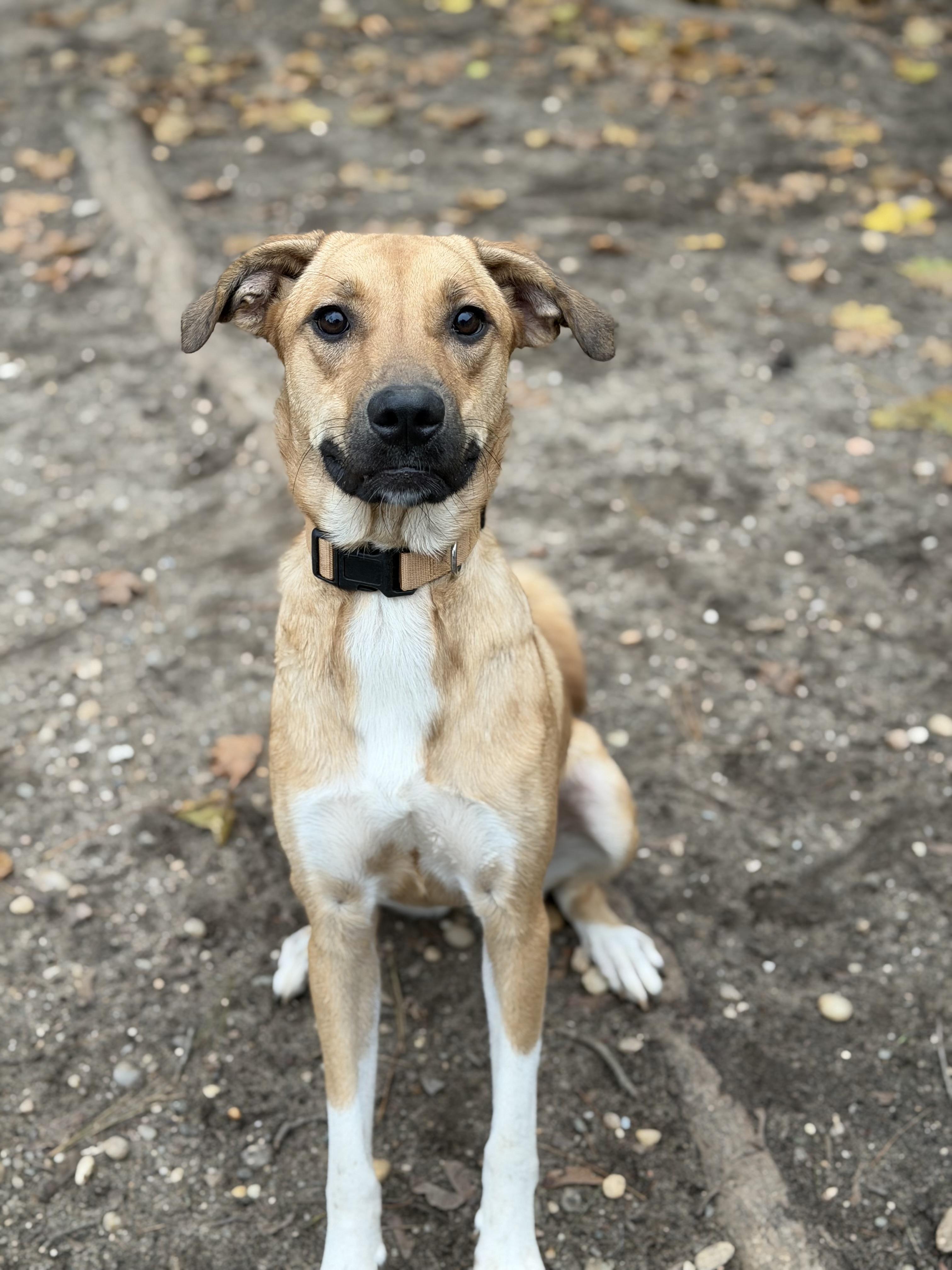 Mochi, Adoptable, Puppy Female Labrador Retriever & Mixed Breed.