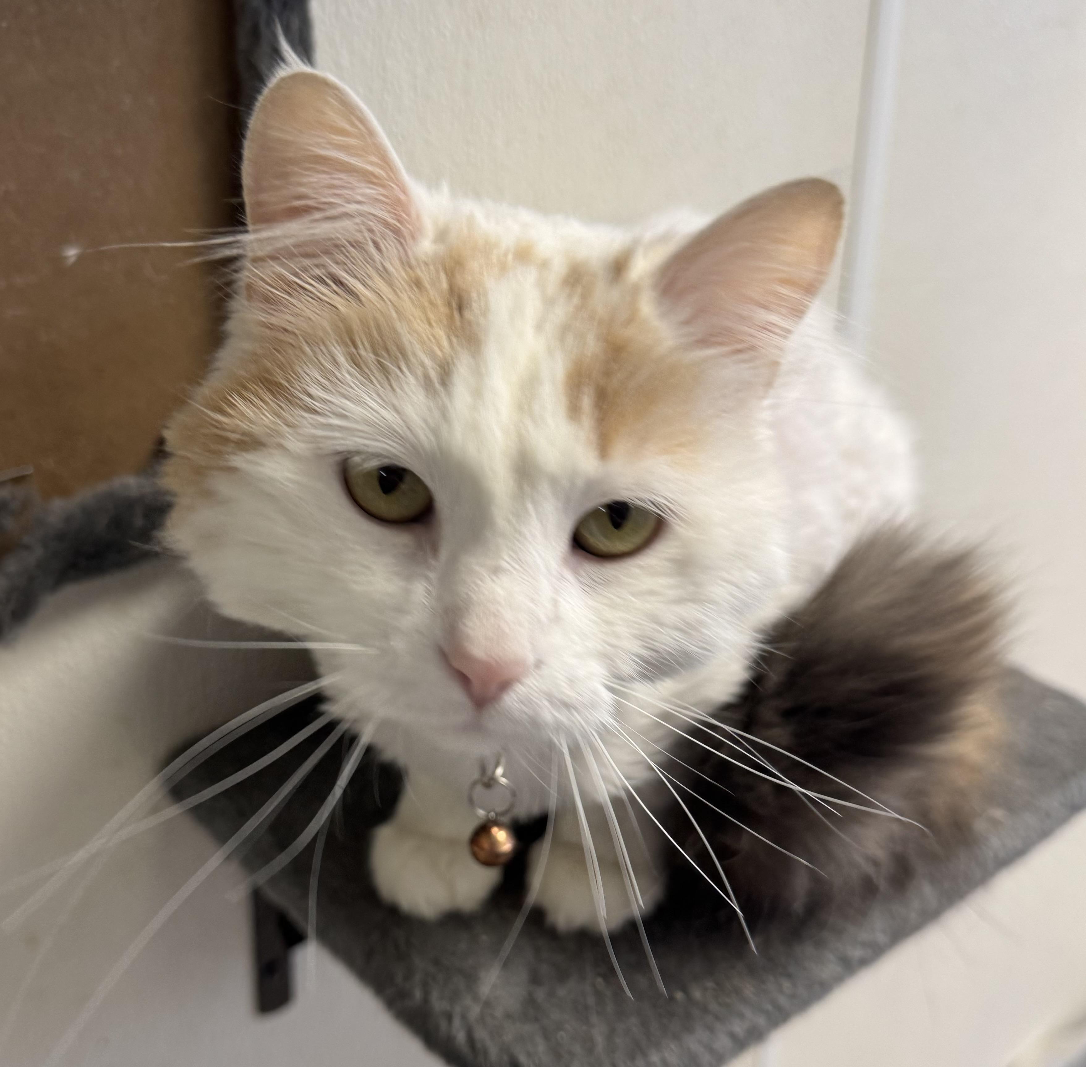 Sunflower, an adoptable Domestic Long Hair in Fairbury, NE, 68352 | Photo Image 3