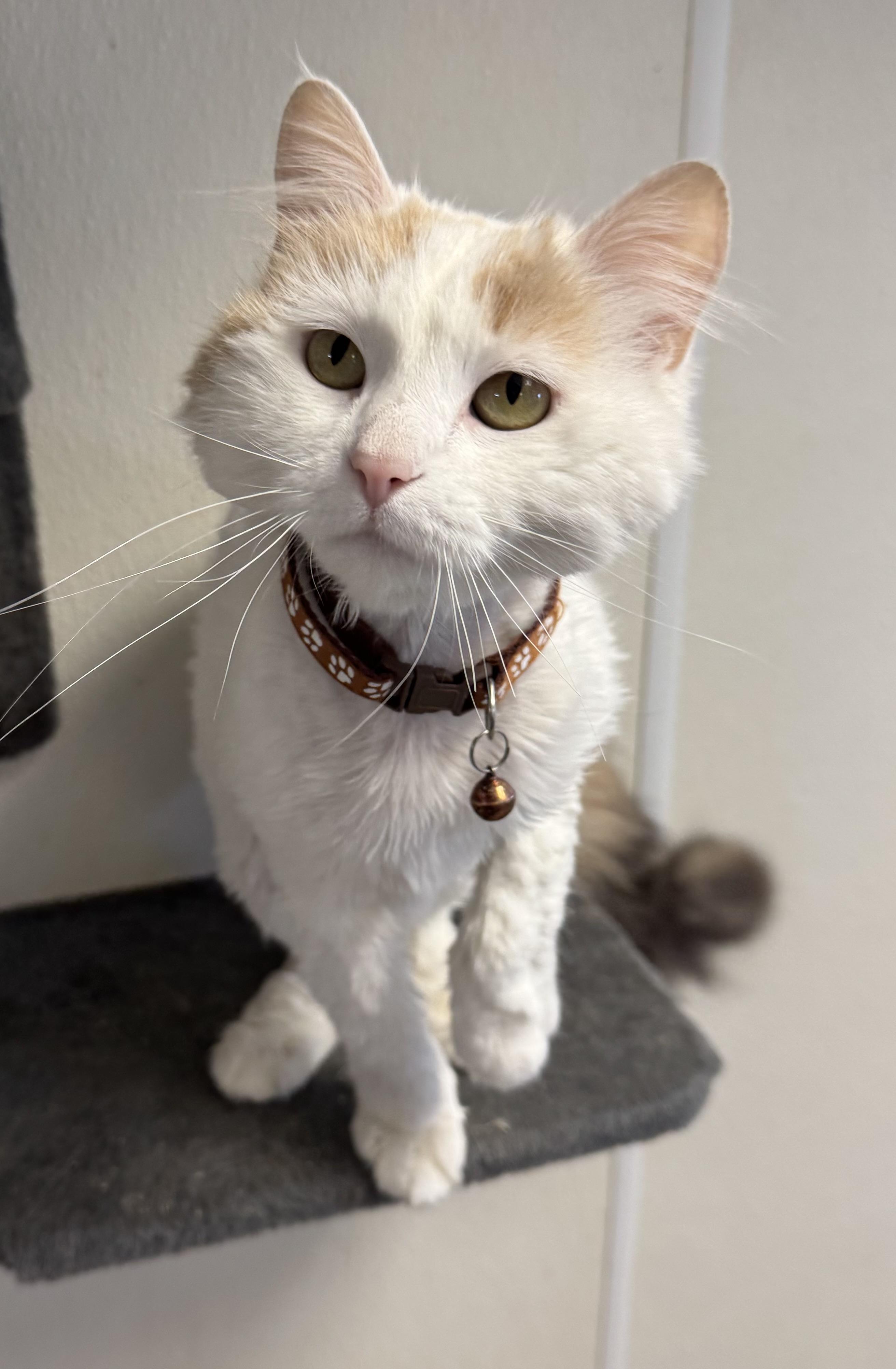 Sunflower, an adoptable Domestic Long Hair in Fairbury, NE, 68352 | Photo Image 1